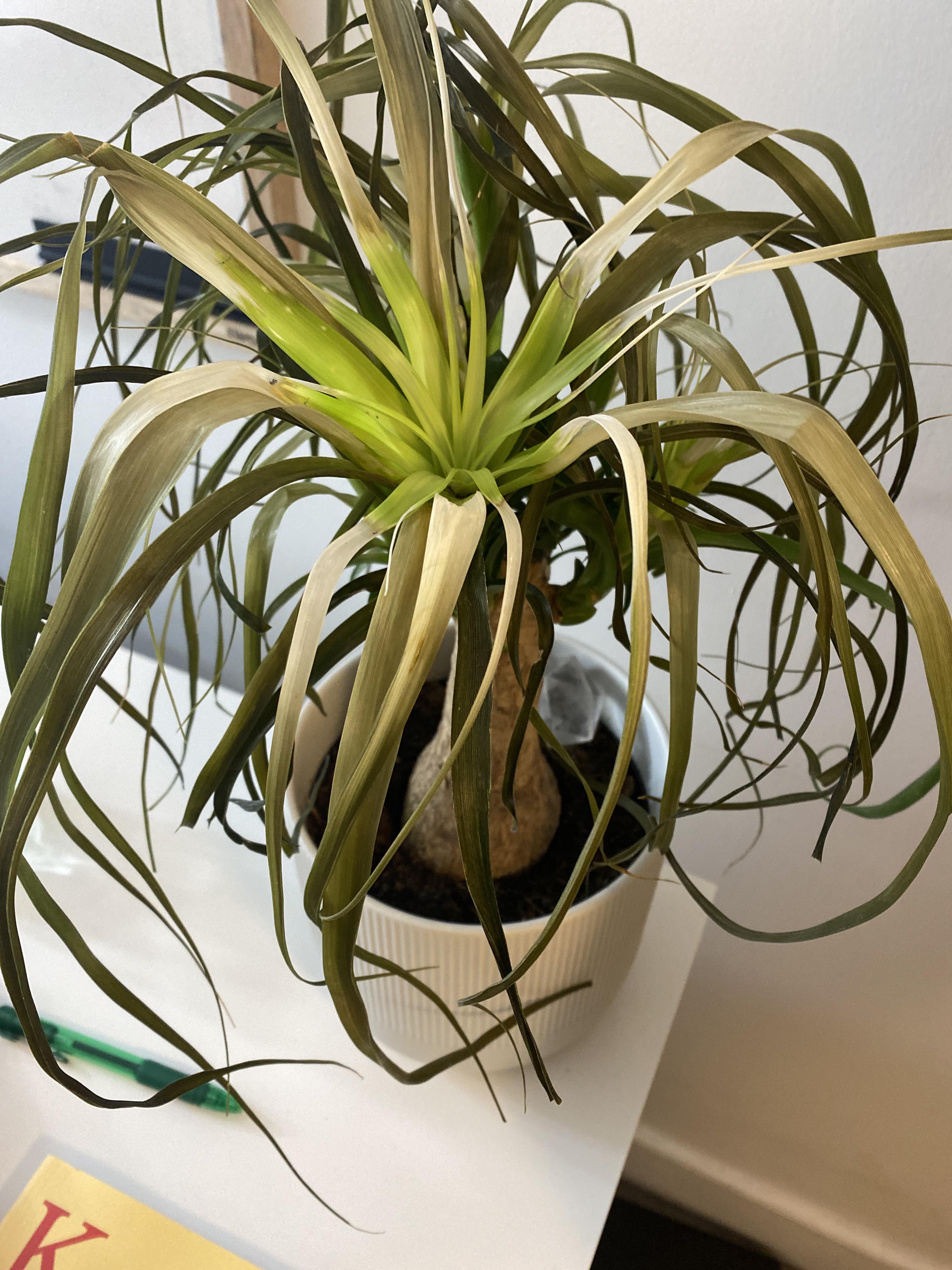 Help with a ponytail palm. Leaves turned white in the middle, then a