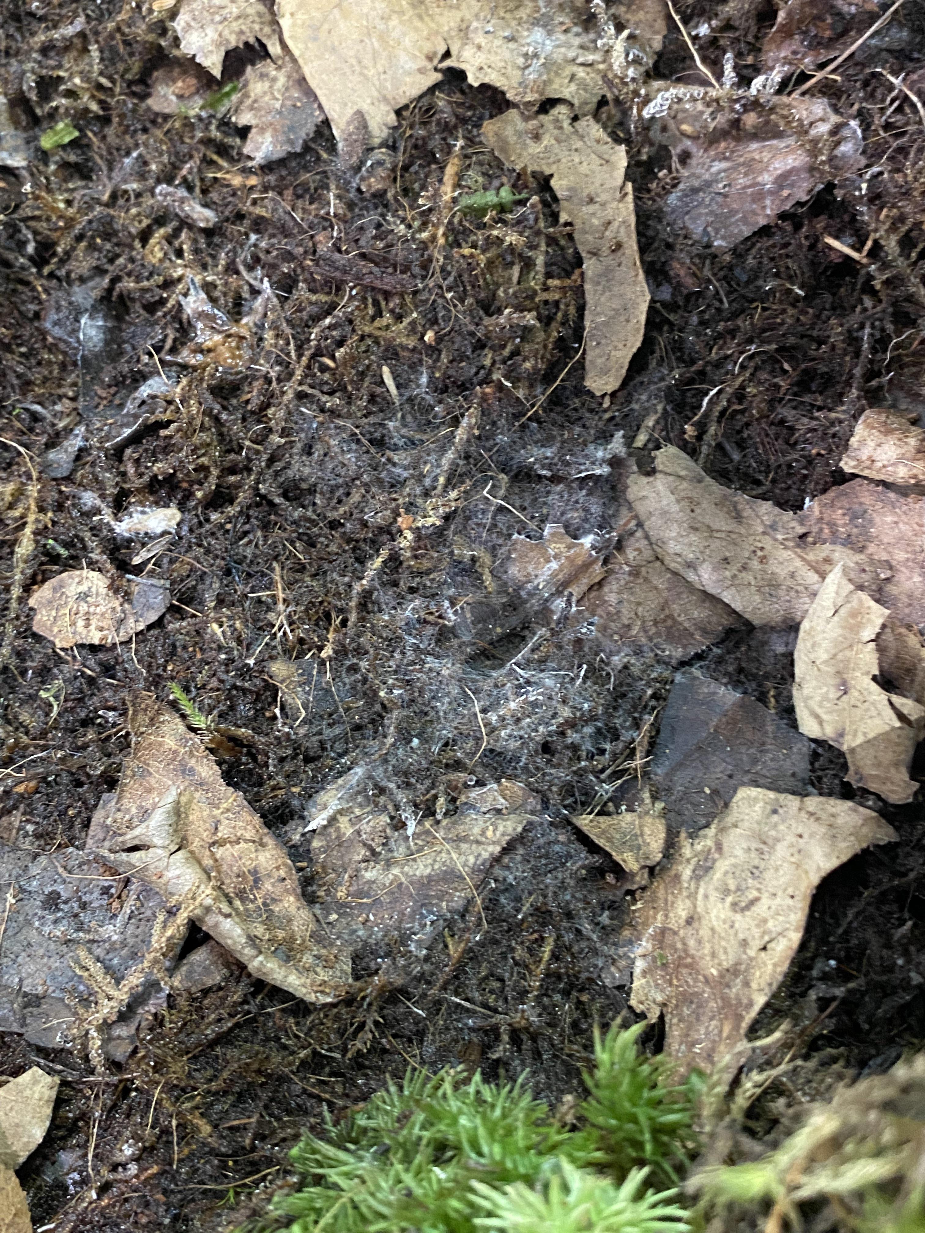 sorry made a second post to include a picture of the mold growing. is