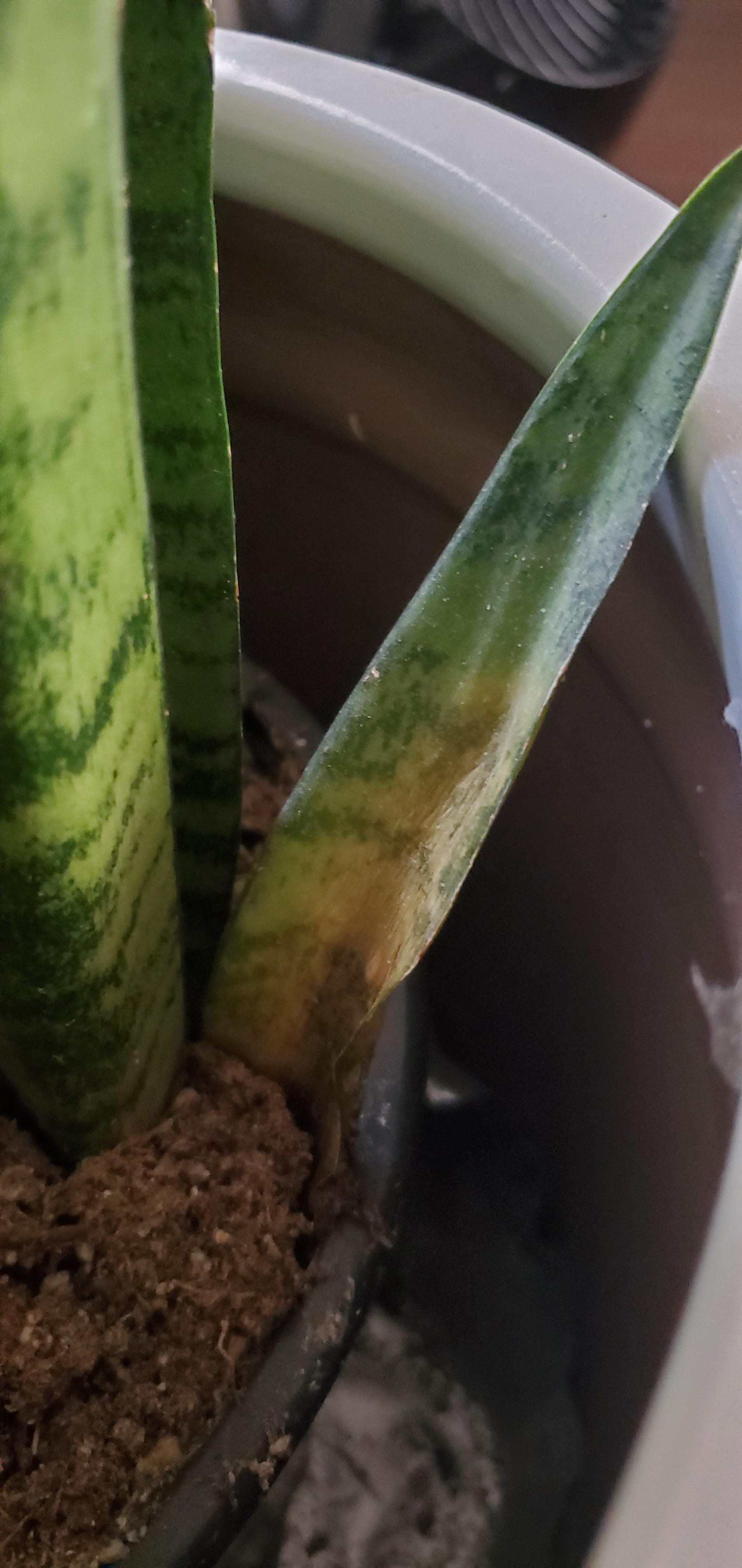 My snake plant leaf is browning. The leaf is flimsy and doesn't seem