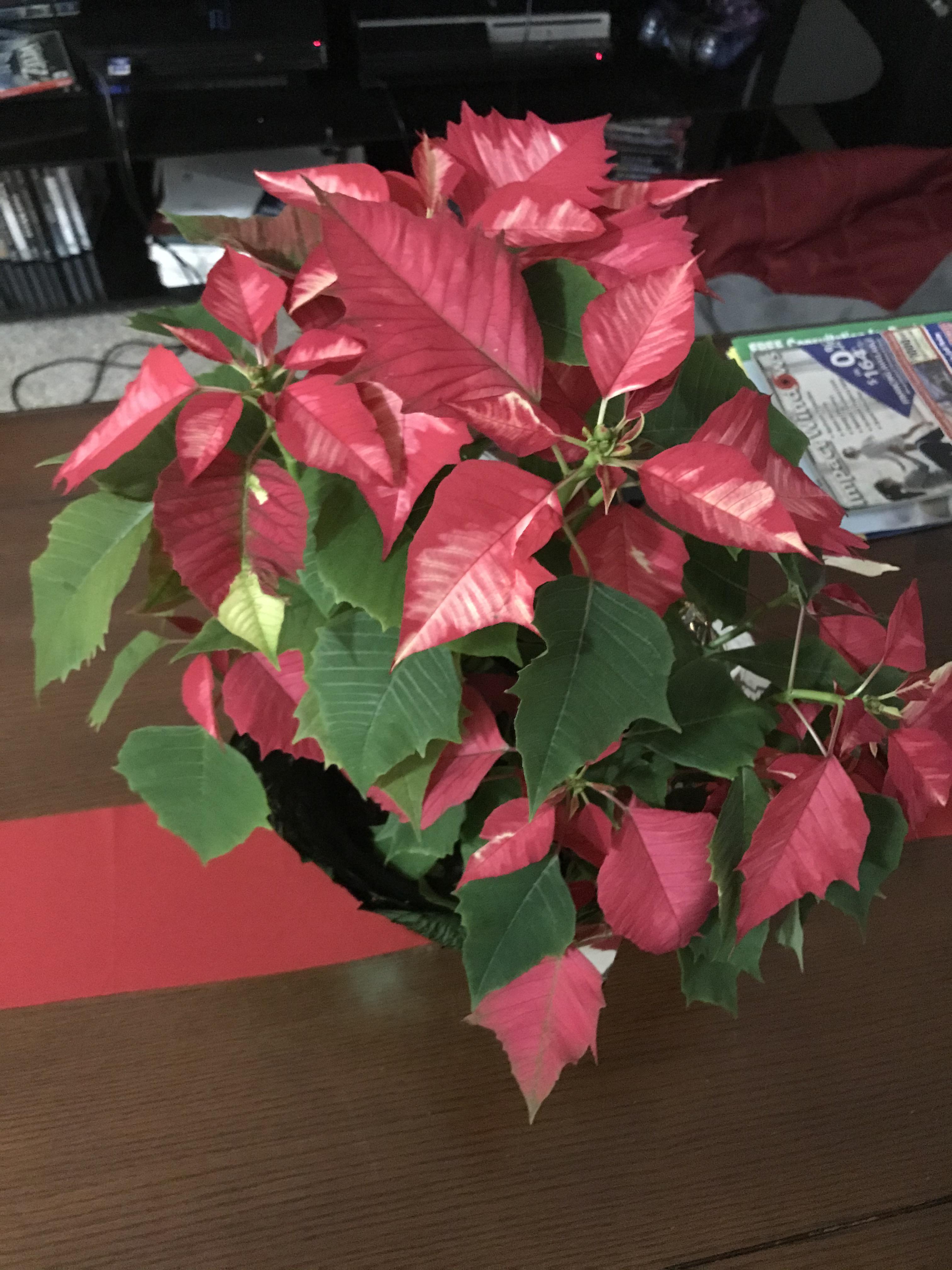 What’s this plant? My cousin bought it for us citing that “publix wasn