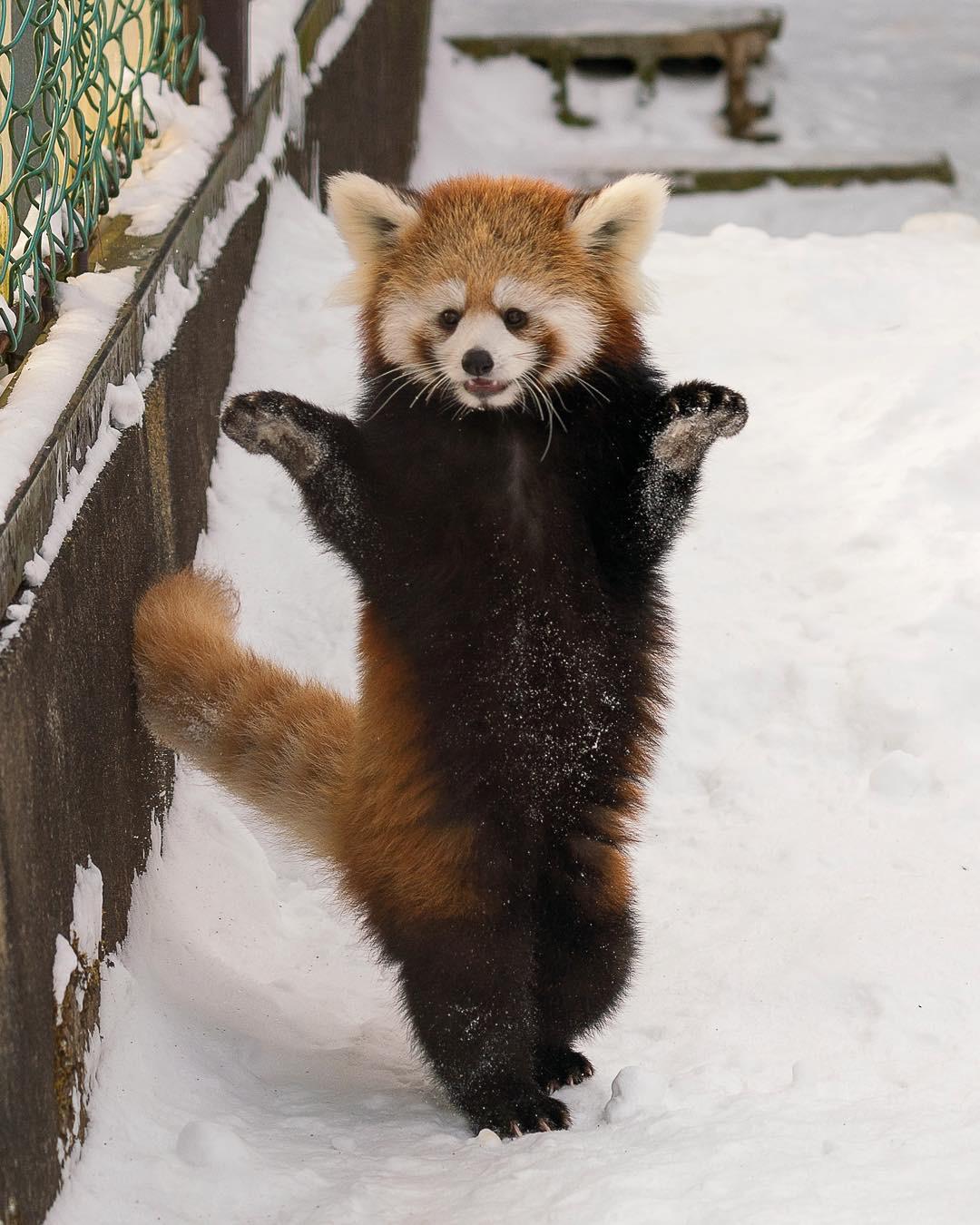 🔥 Red Panda 🔥 r/NatureIsFuckingLit
