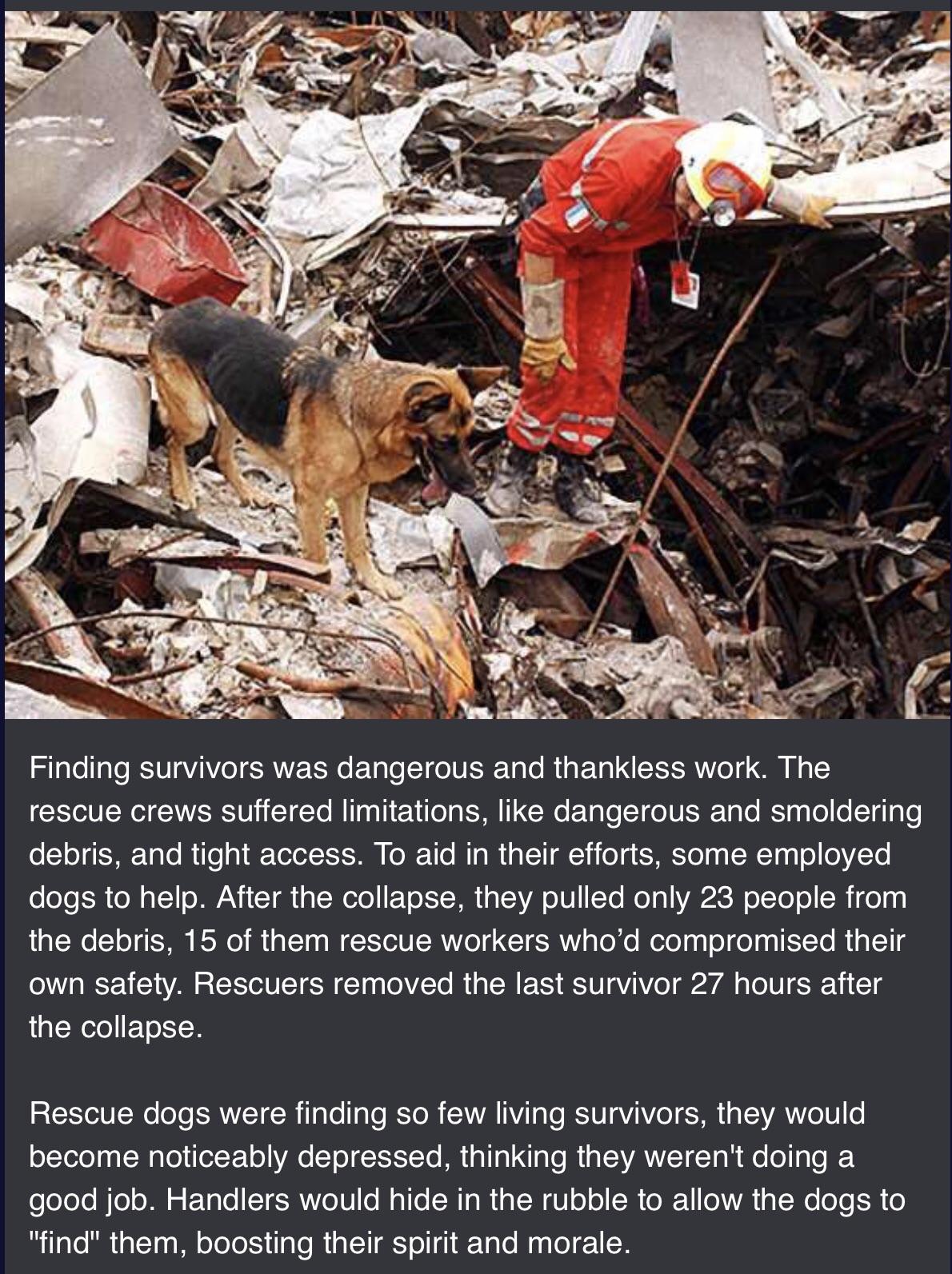 Do Dogs Get Sad When Rehomed