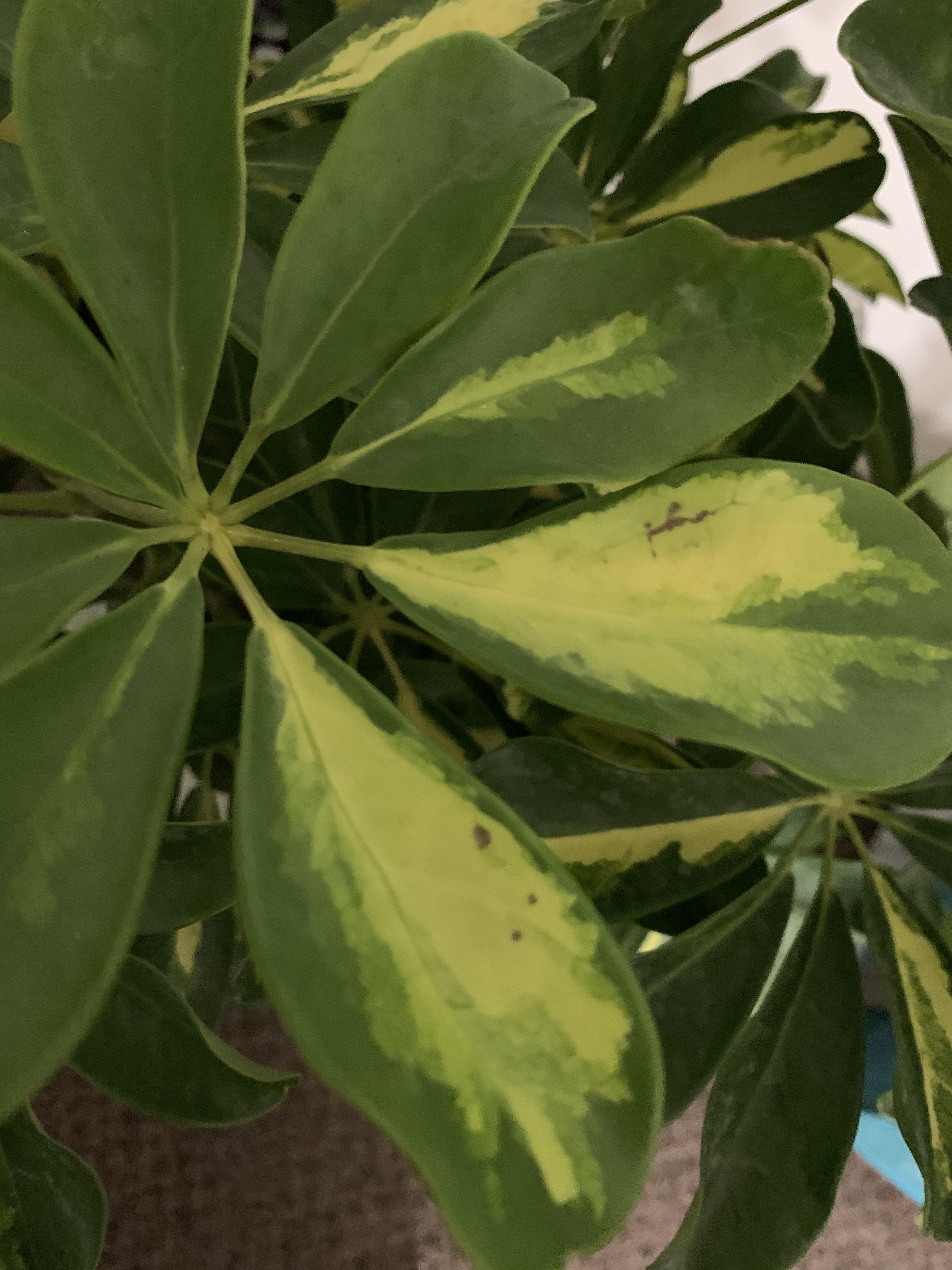 My Umbrella plant keeps losing leaves!! Why?? r/plantclinic