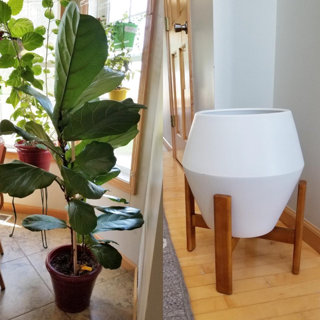 Replanting my Fiddle Leaf Fig in pot w/o drainage?! Gulp! r/fiddleleaffig