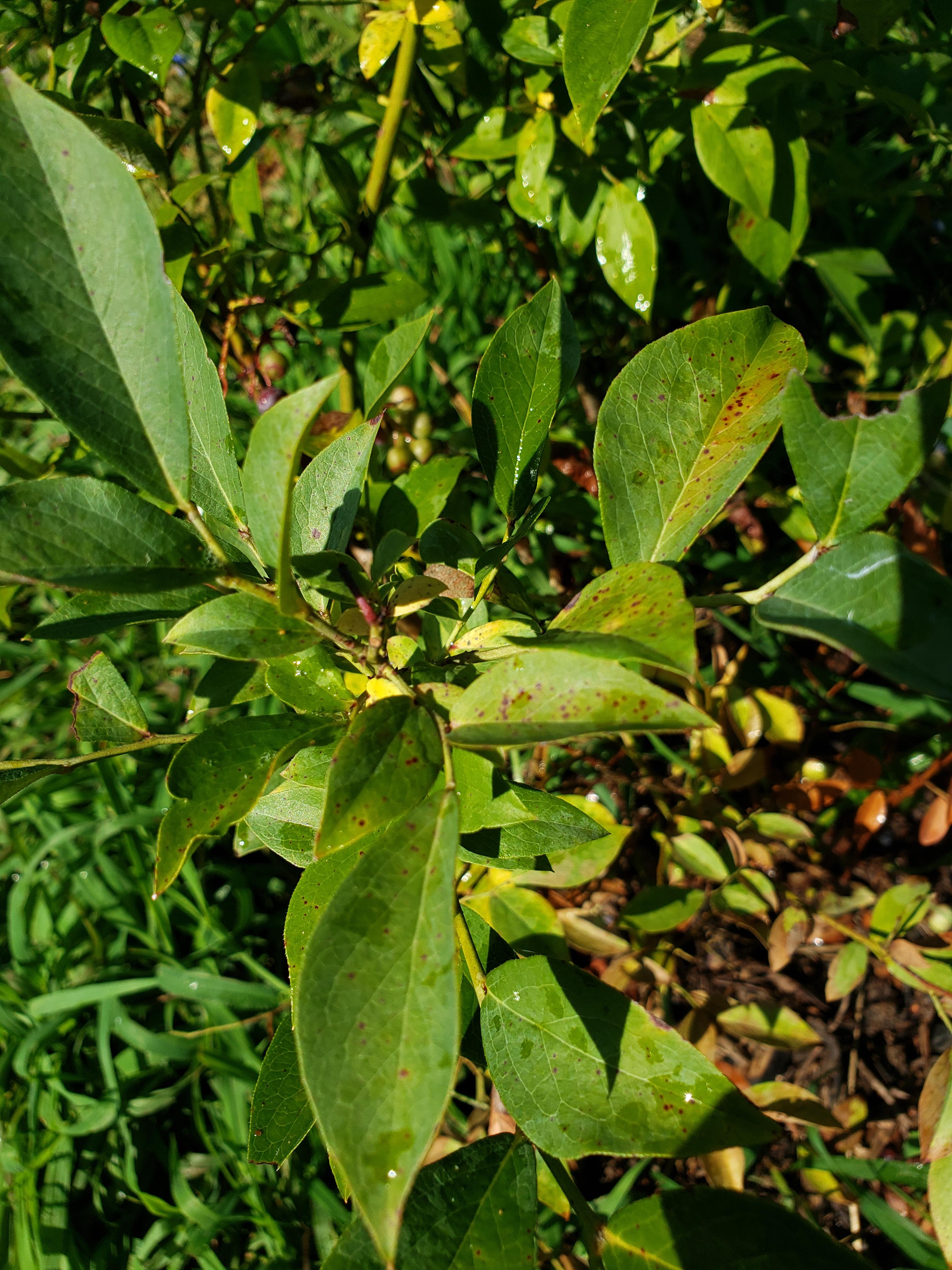 Thoughts on whether this is rust, or something else? This blueberry
