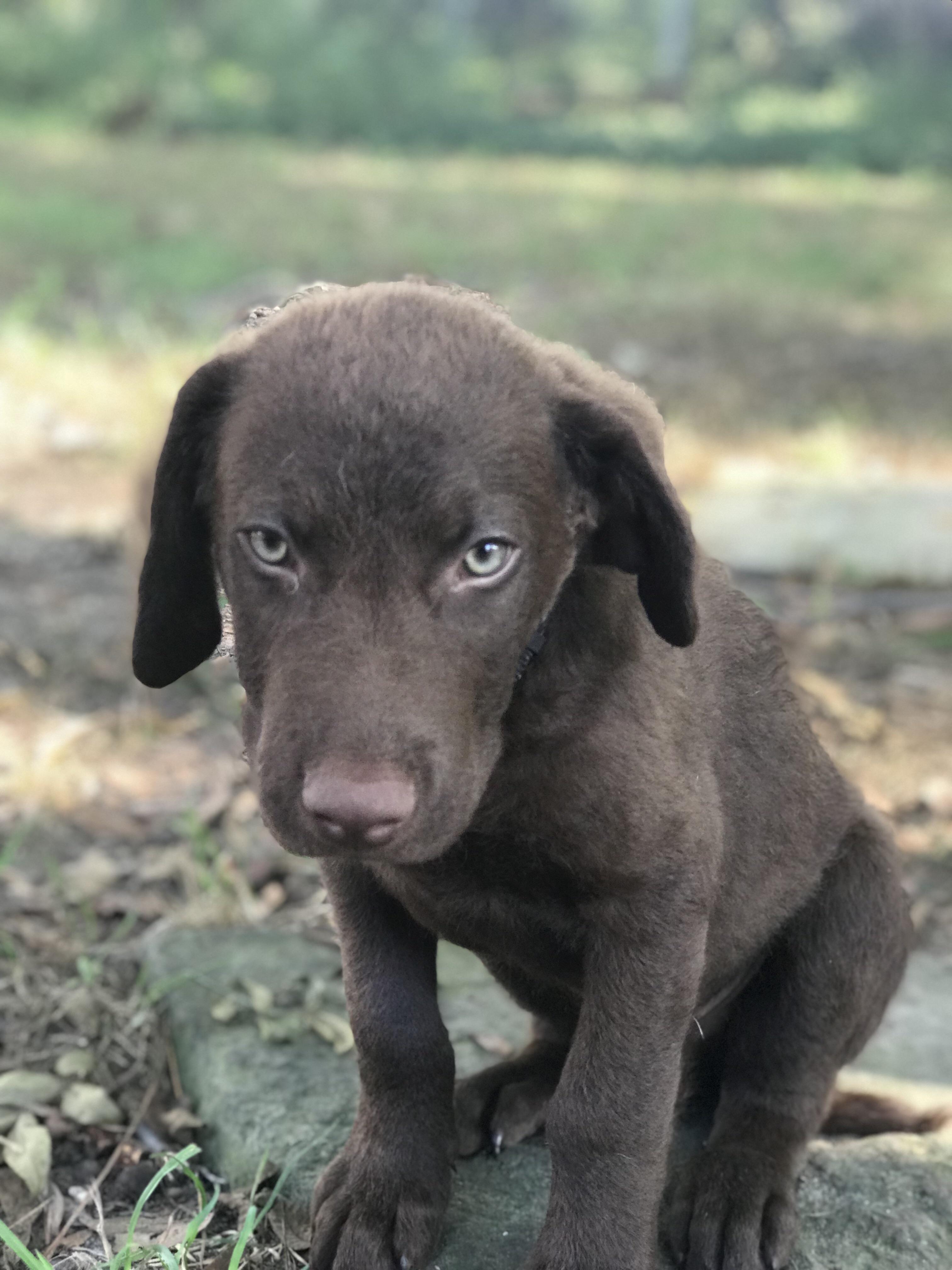 Hondo sees right through you. aww