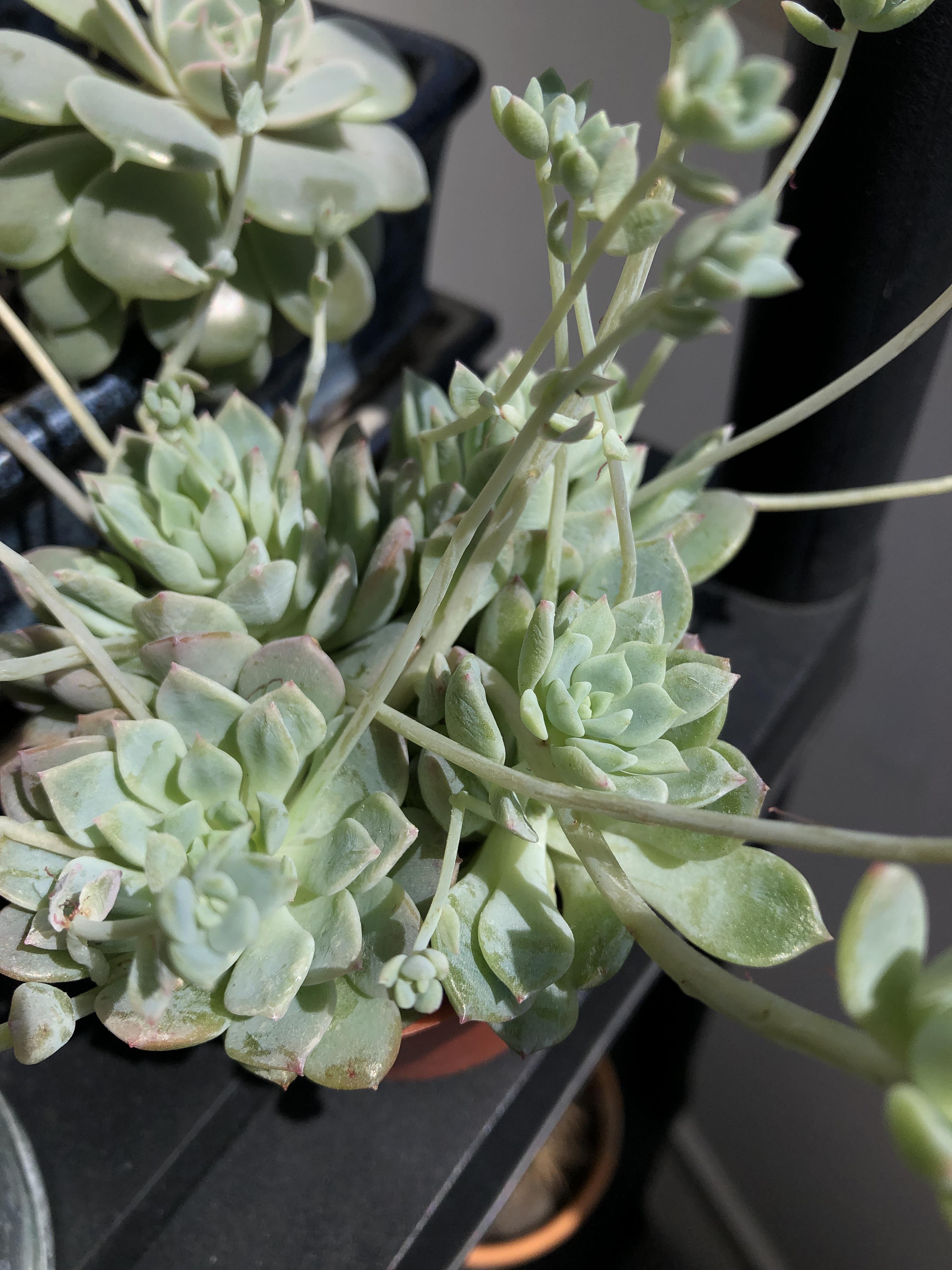 After how much time should I see improvement over my wrinkled echeveria