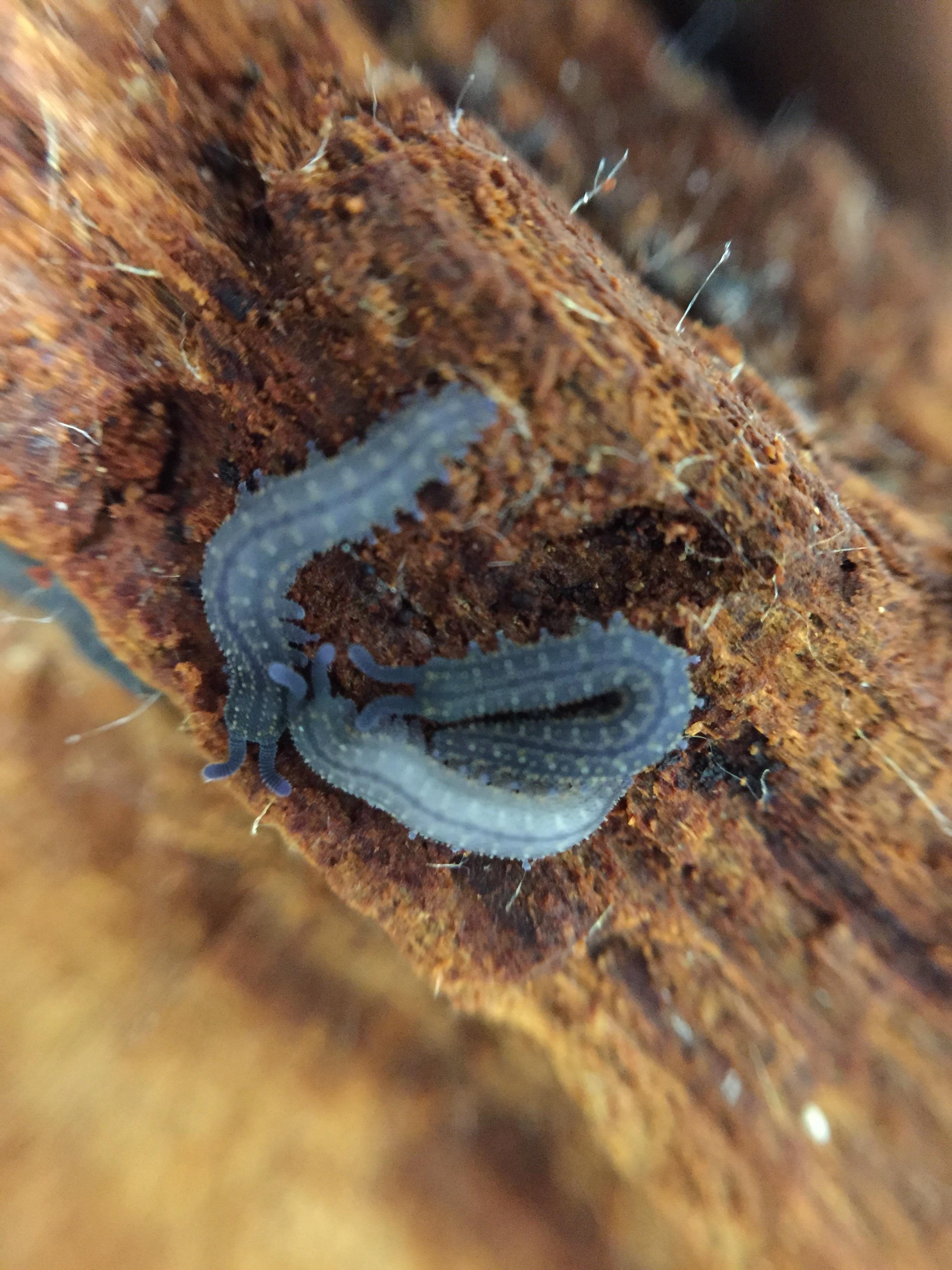 Invertebrates can be cute too! Baby velvet worms! r/aww