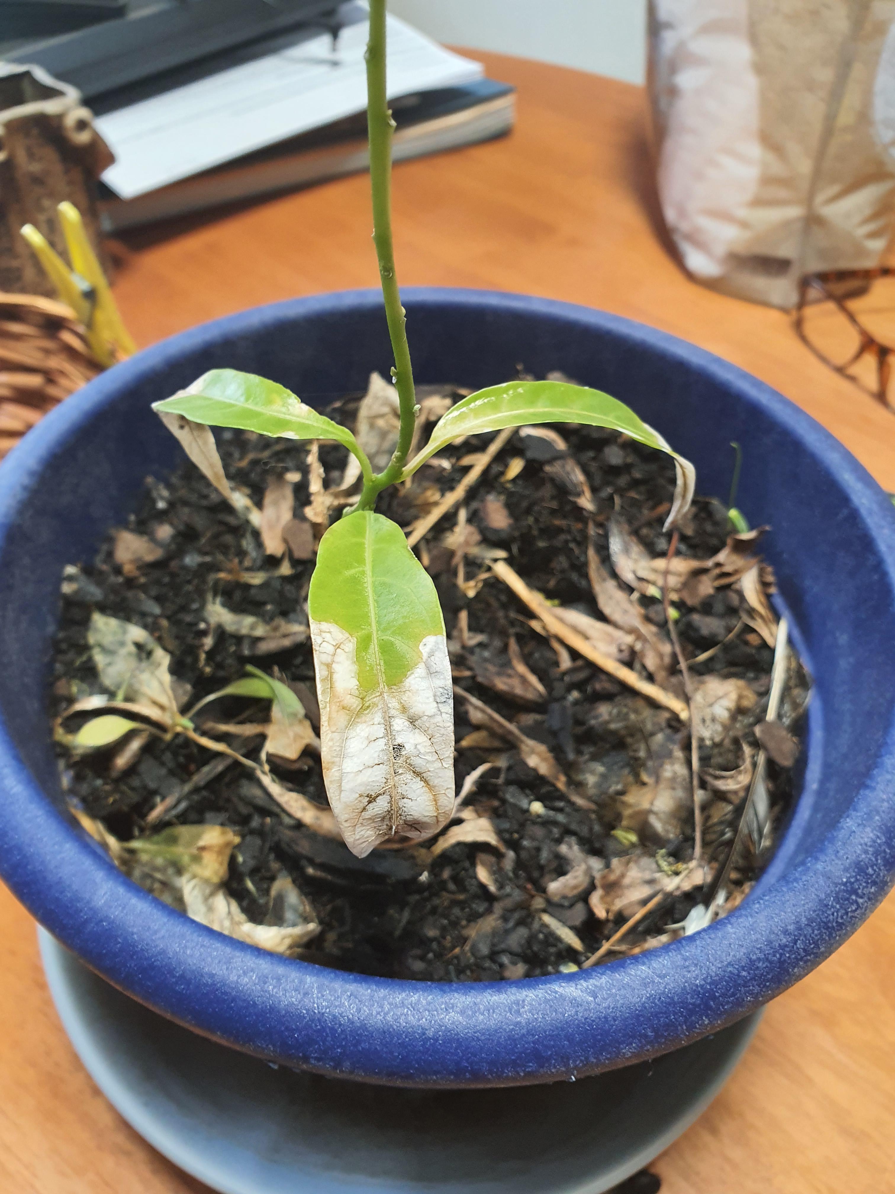 Why is my plant so sad r/marijuanaenthusiasts