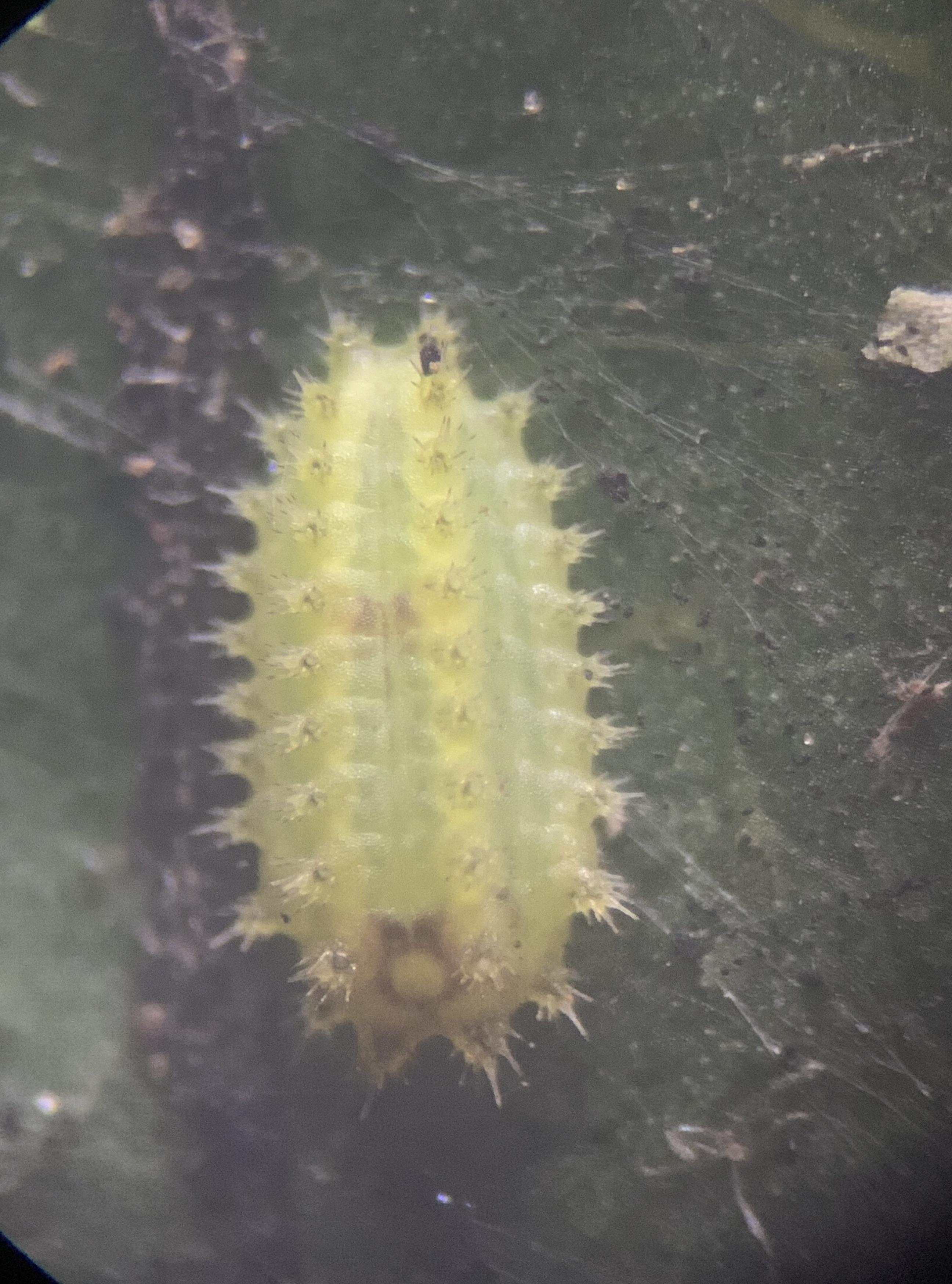 Might be a mite? : r/Entomology