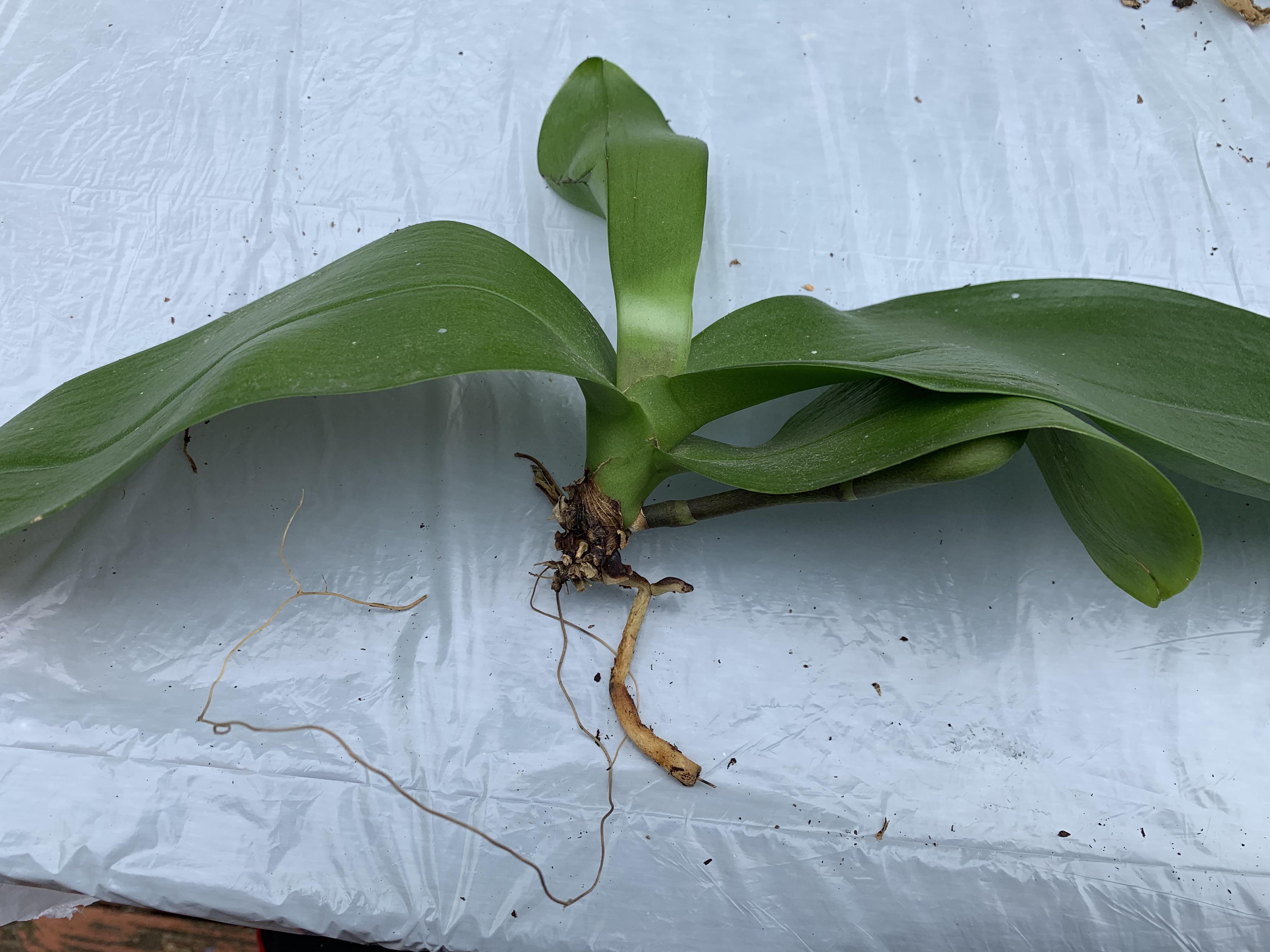Can this orchid be saved? r/orchids