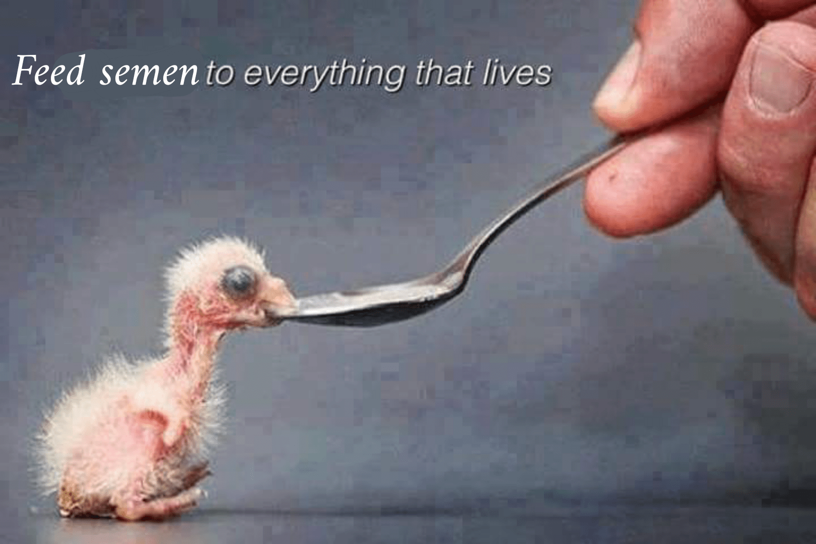 Sometimes you feel like a nut, sometimes you don't... memes