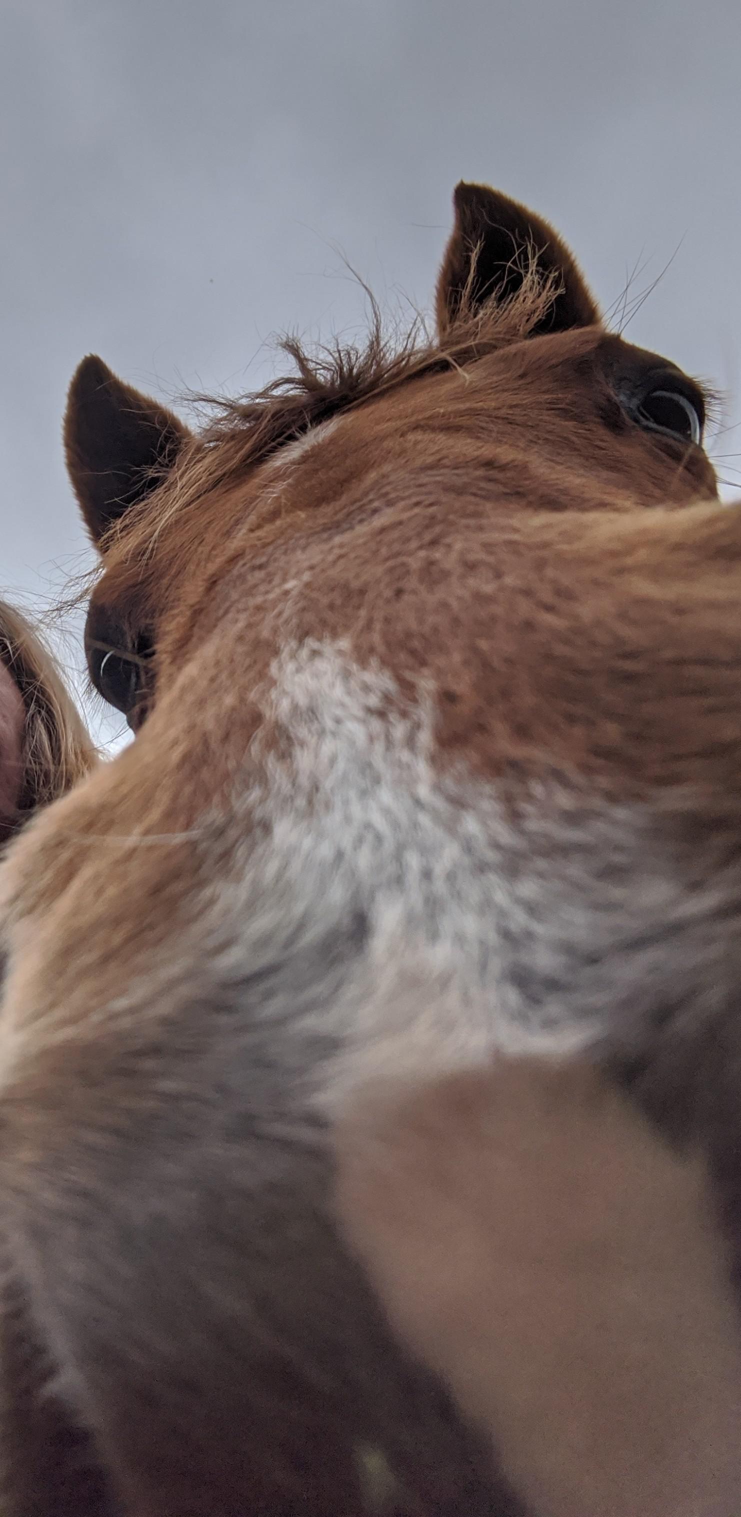 "You smell like carrots!" r/Horses