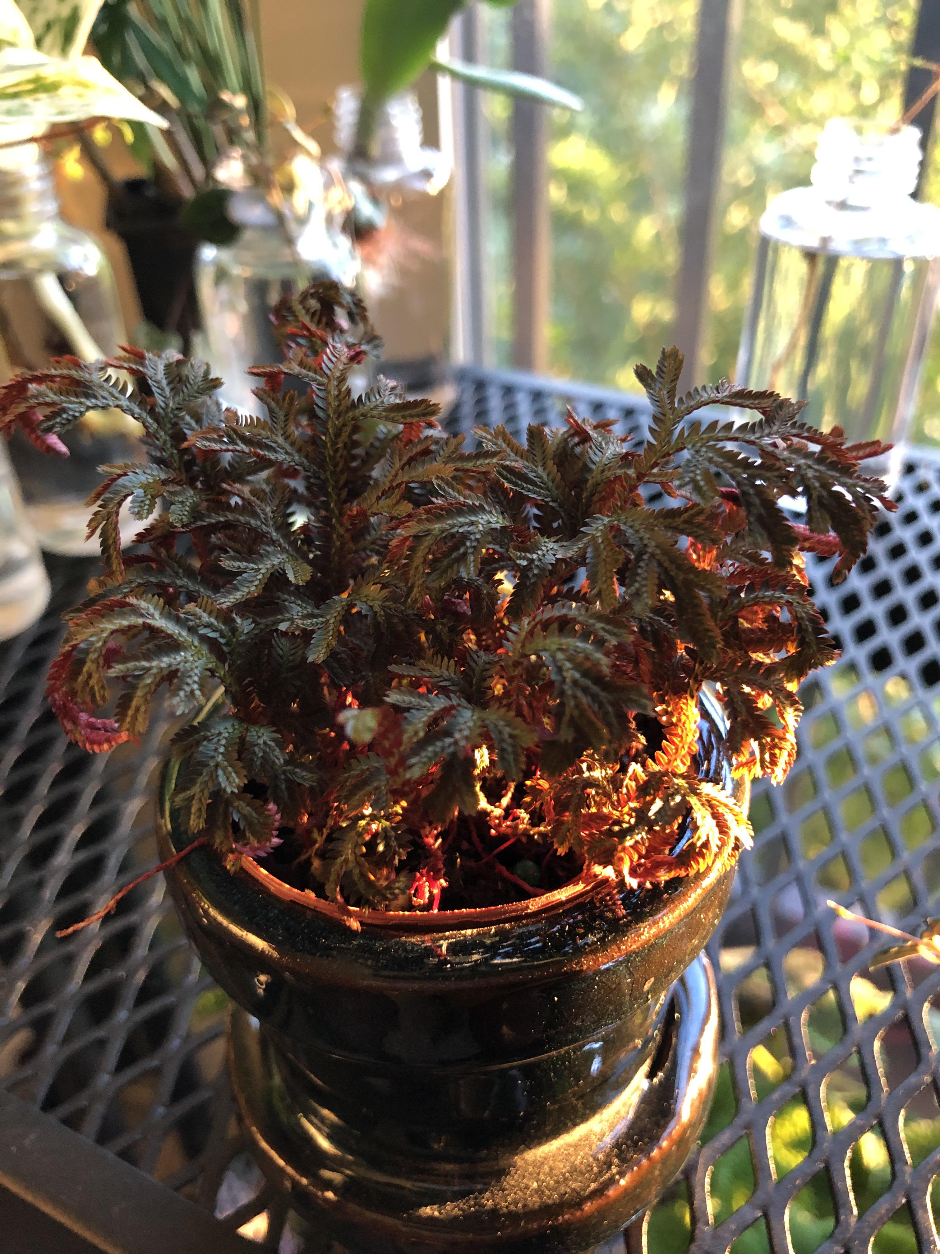 This moss I bought for my terrarium earlier today has magical