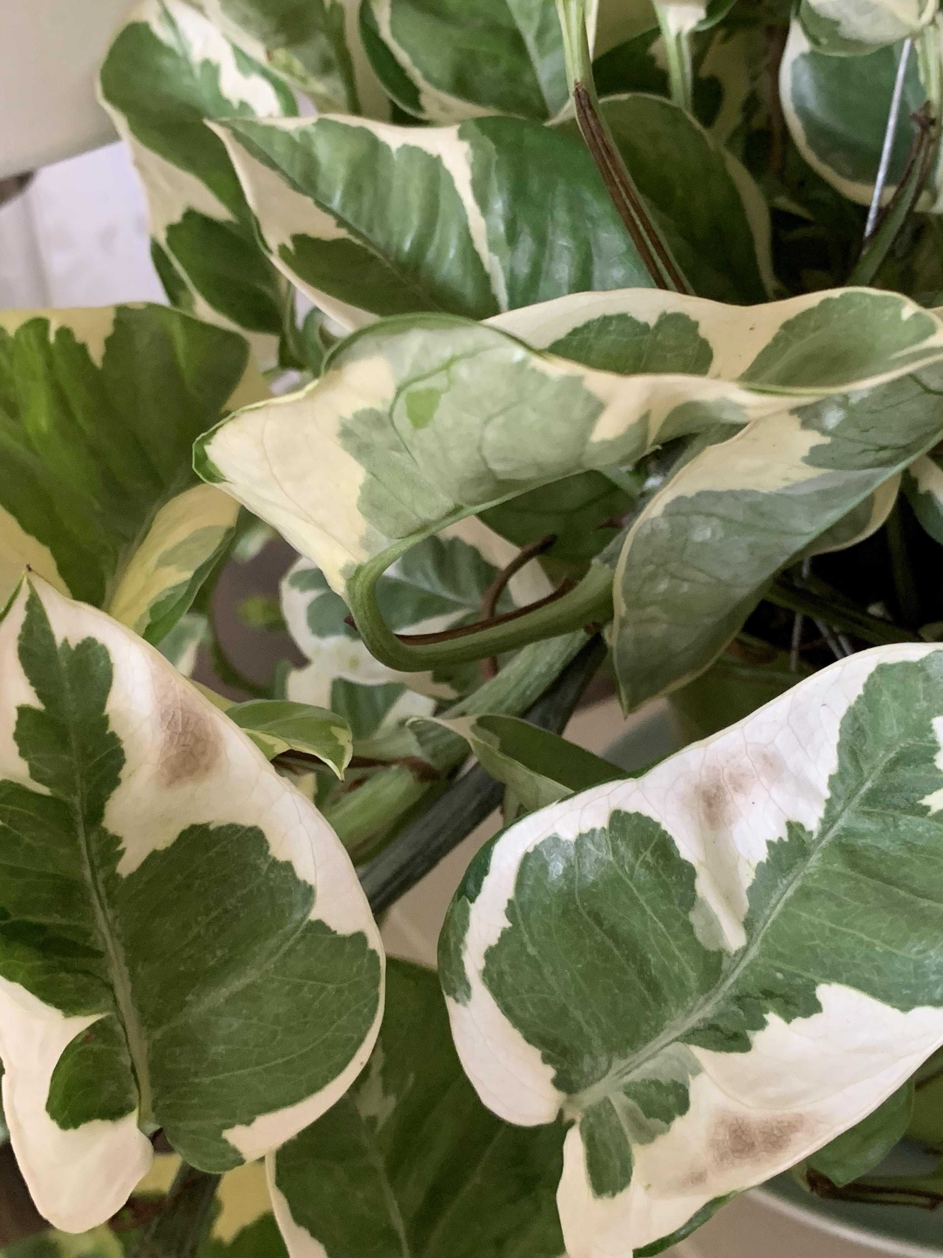 How do you know if your pothos is overwatered? I know leaves can sometimes turn yellow with