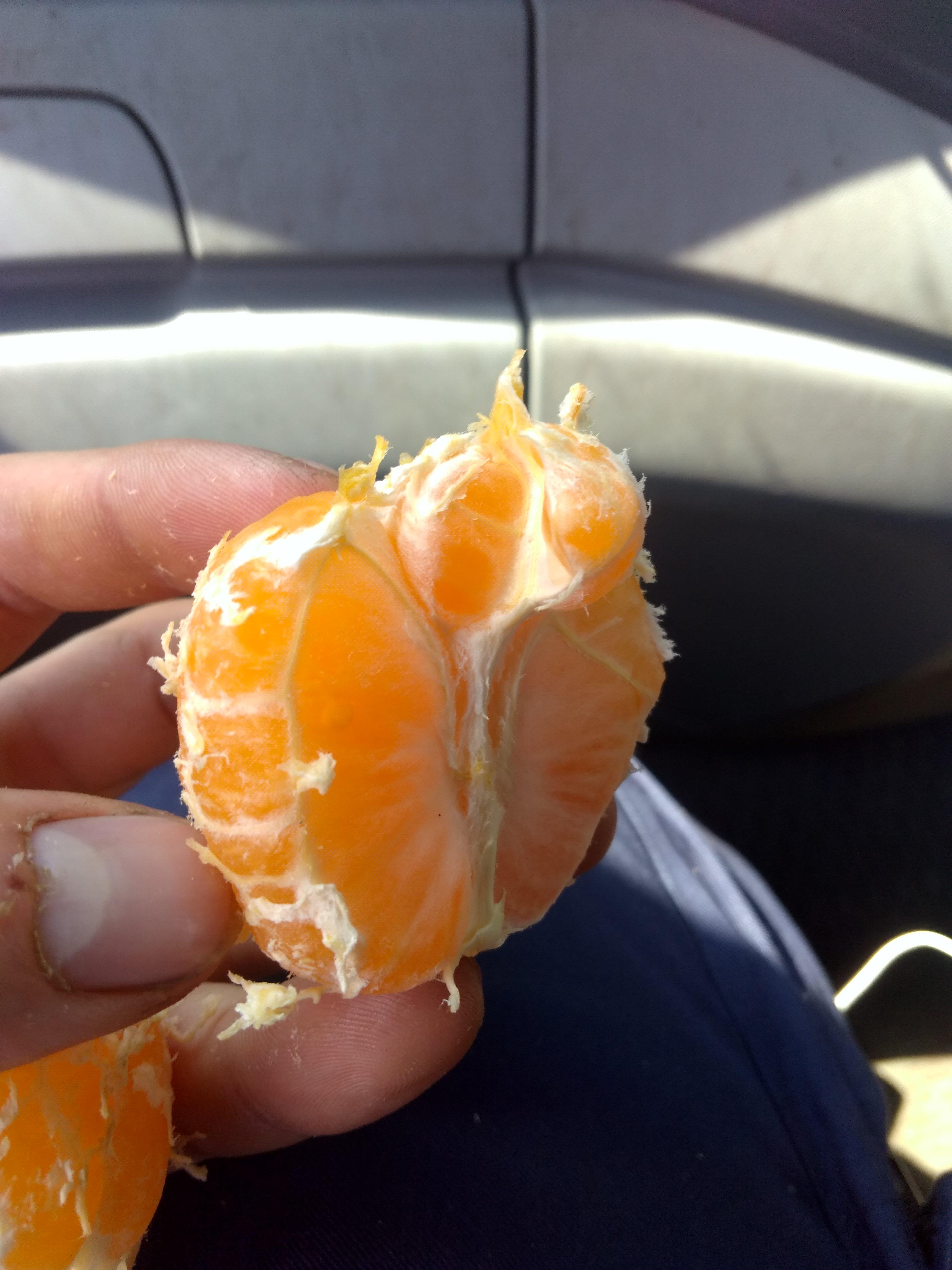 A satsuma started growing out of my satsuma r/mildlyinteresting