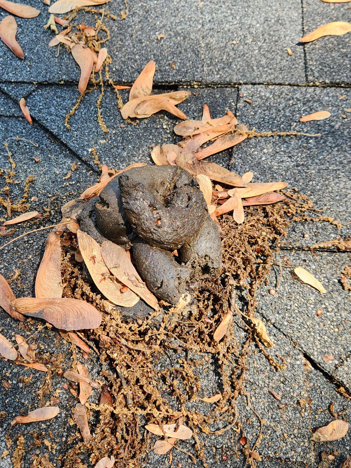 Phantom poop on the roof r/whatisthispoop