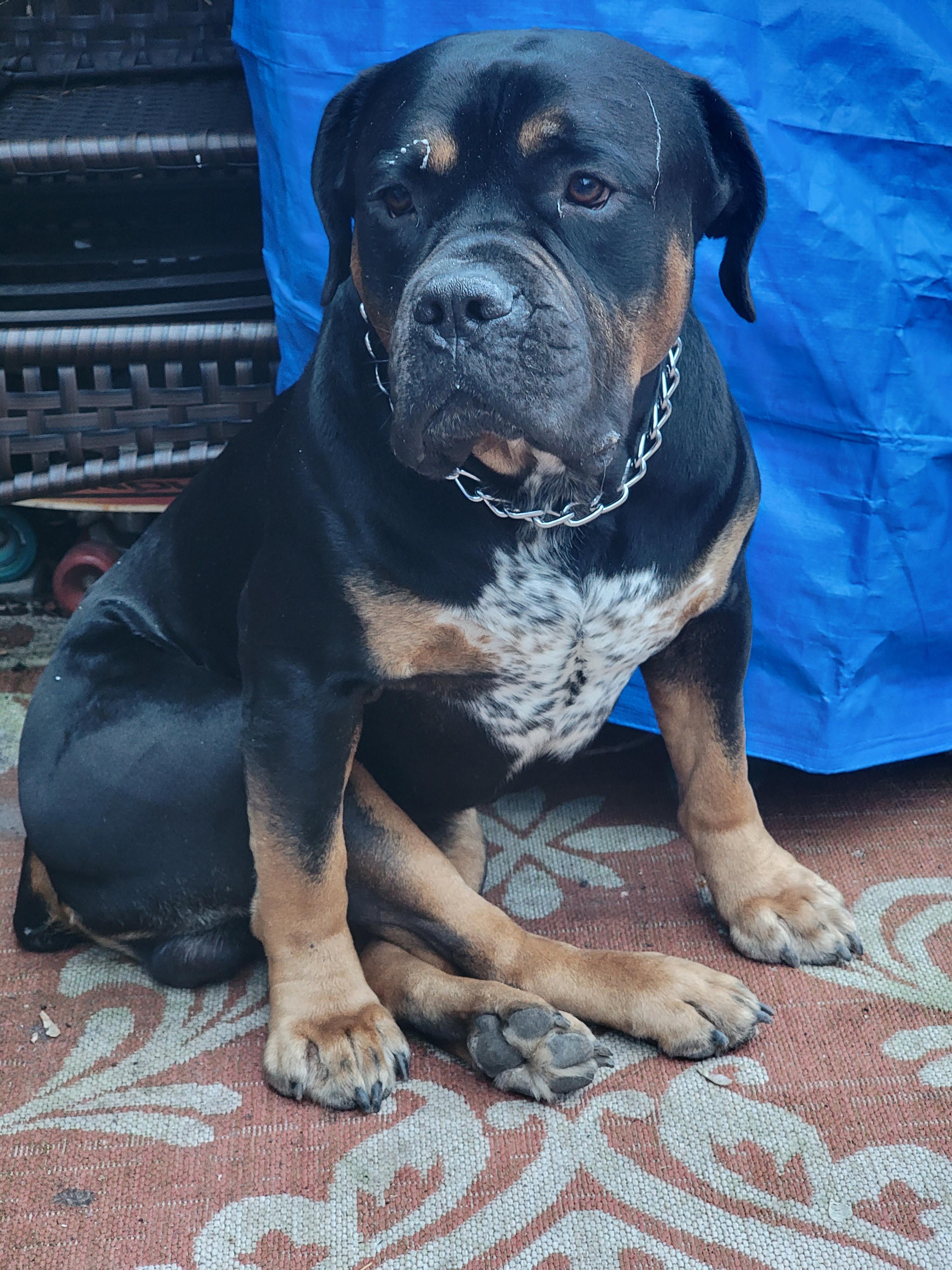 my dog sits with his legs crossed r/WhatsWrongWithYourDog