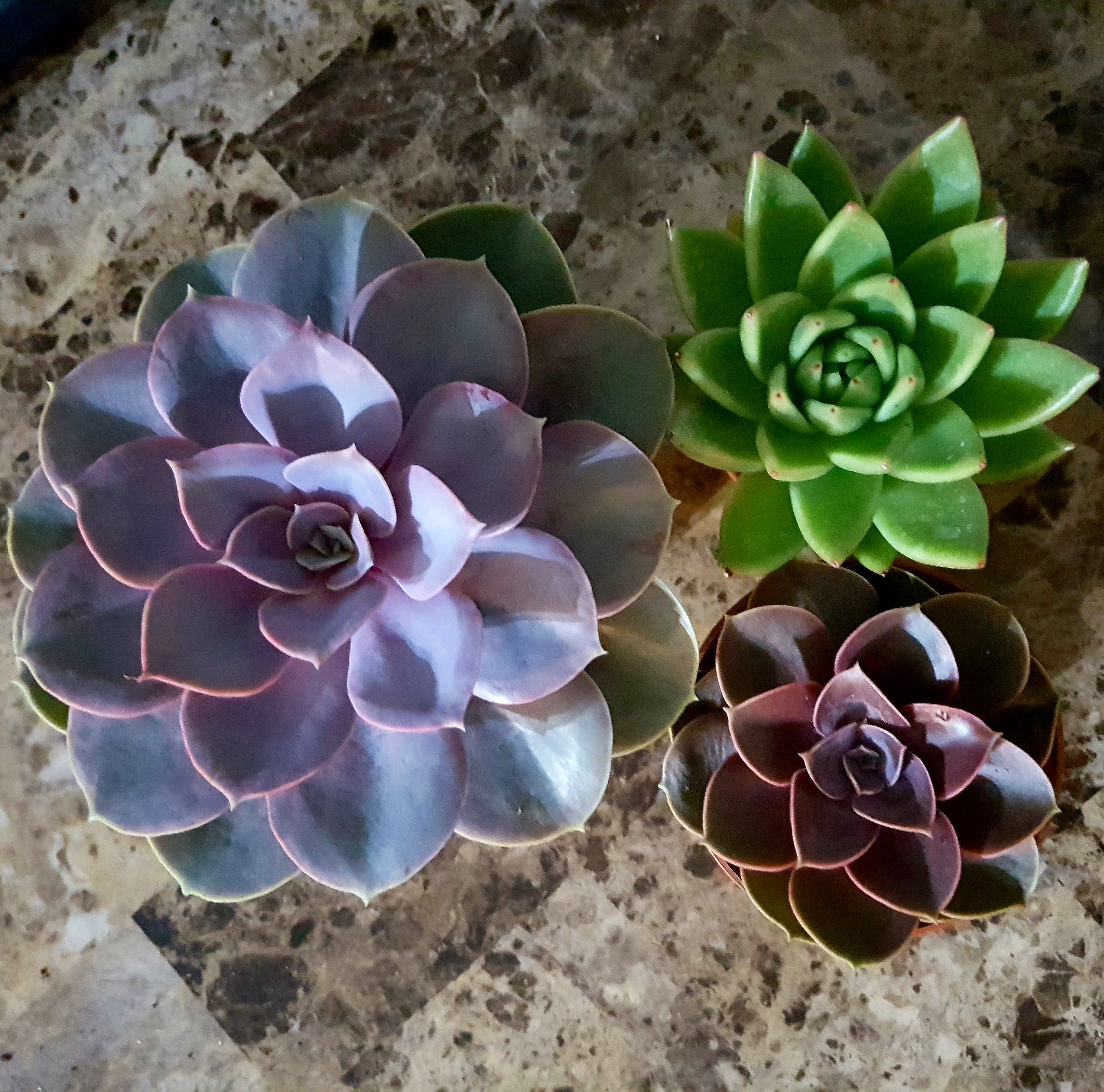 Finally found a great selection of succulents in Germany