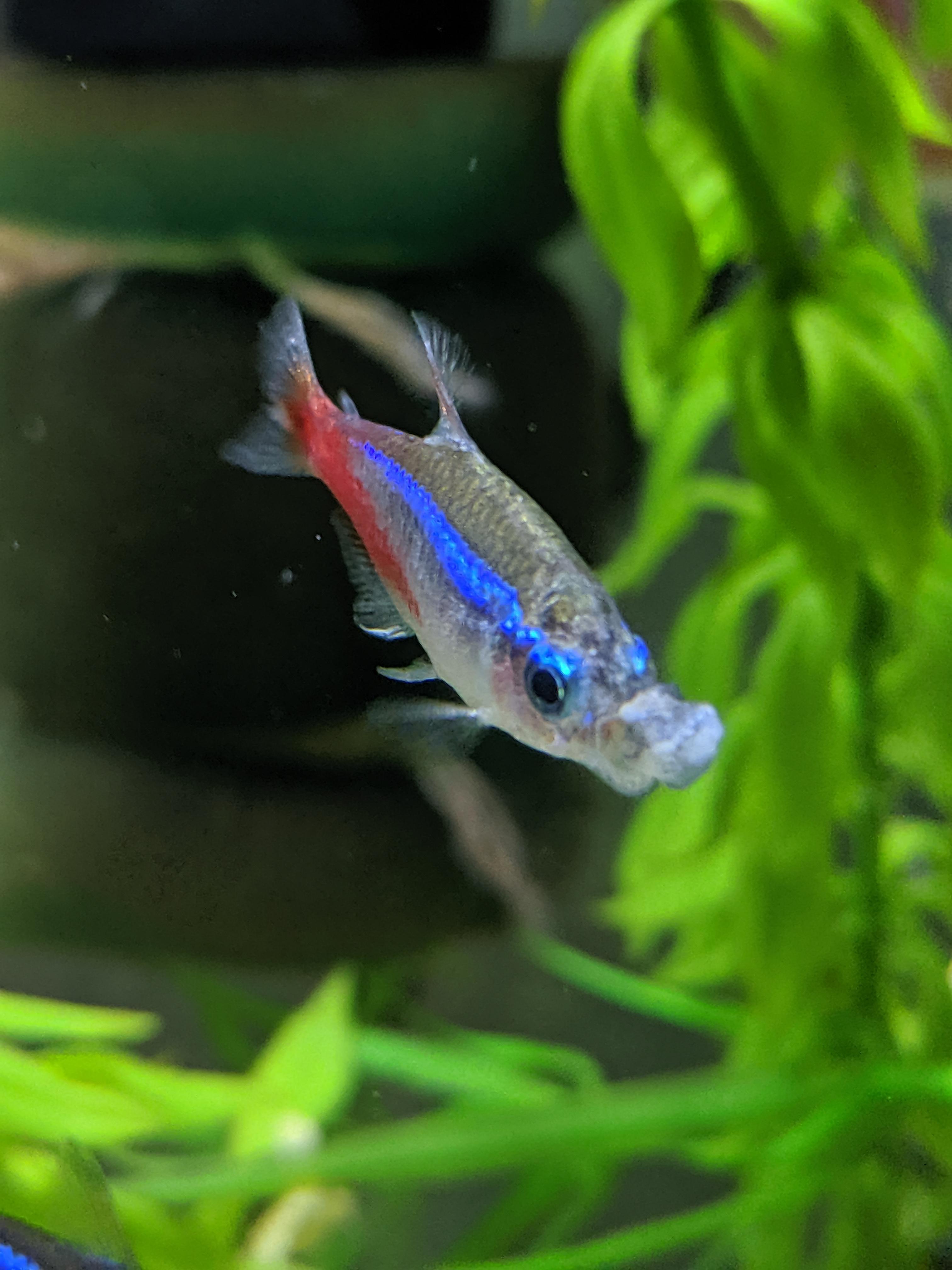 Neon Tetra lip fungus/disease. Help! r/Aquariums