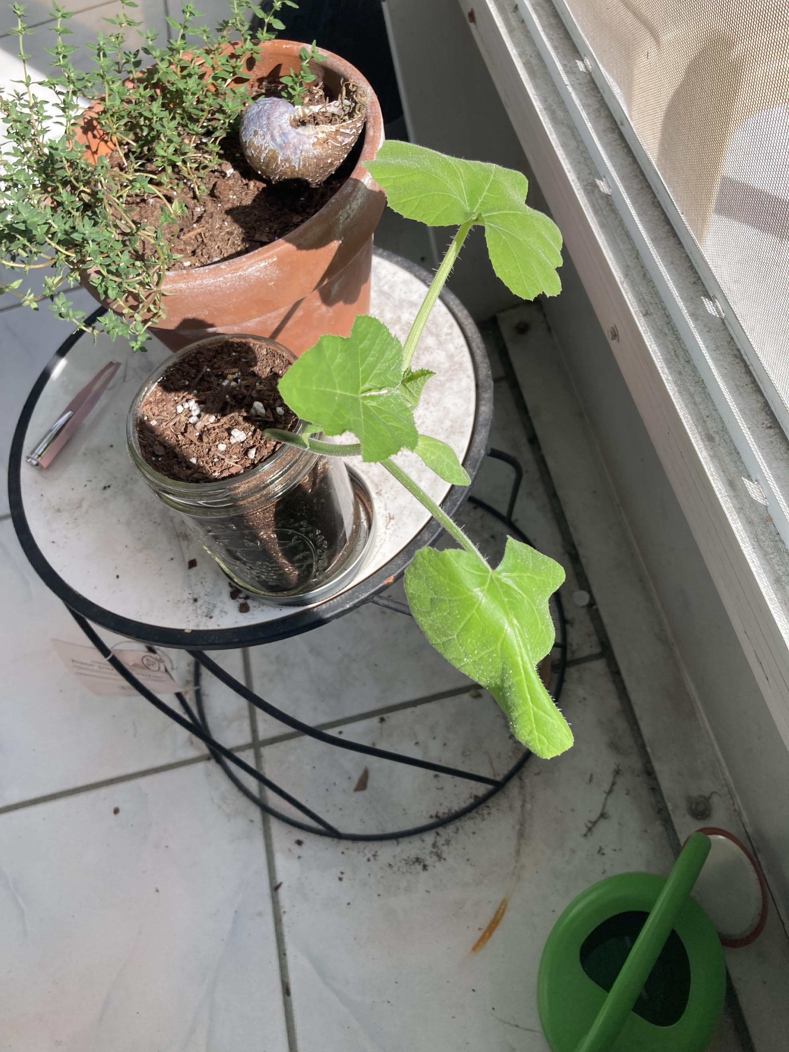 any reason my pumpkin leaves are lookin droopy r/gardening