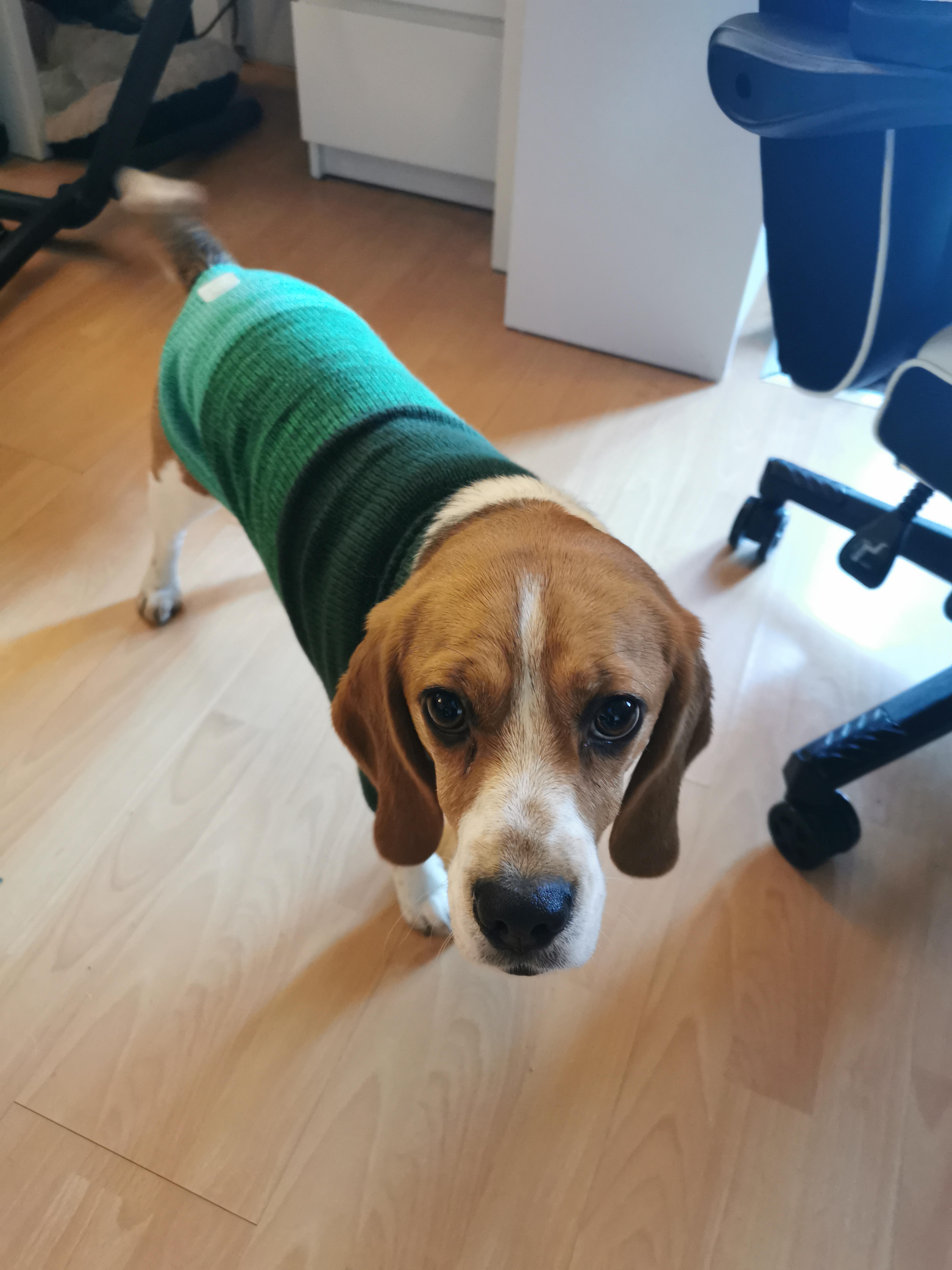 My Bella got her very first jumper! r/beagle