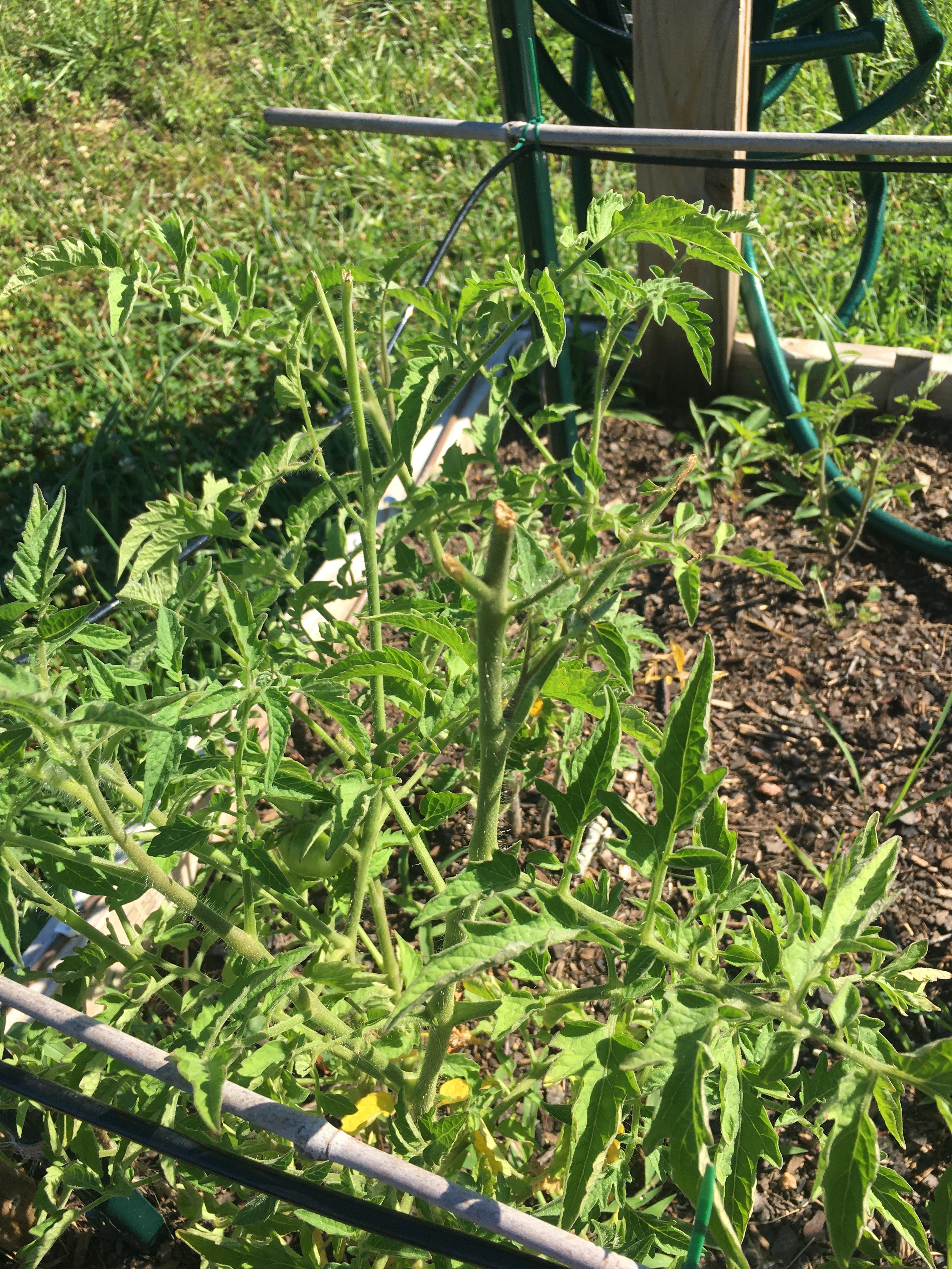 Something is eating my tomato plants r/gardening