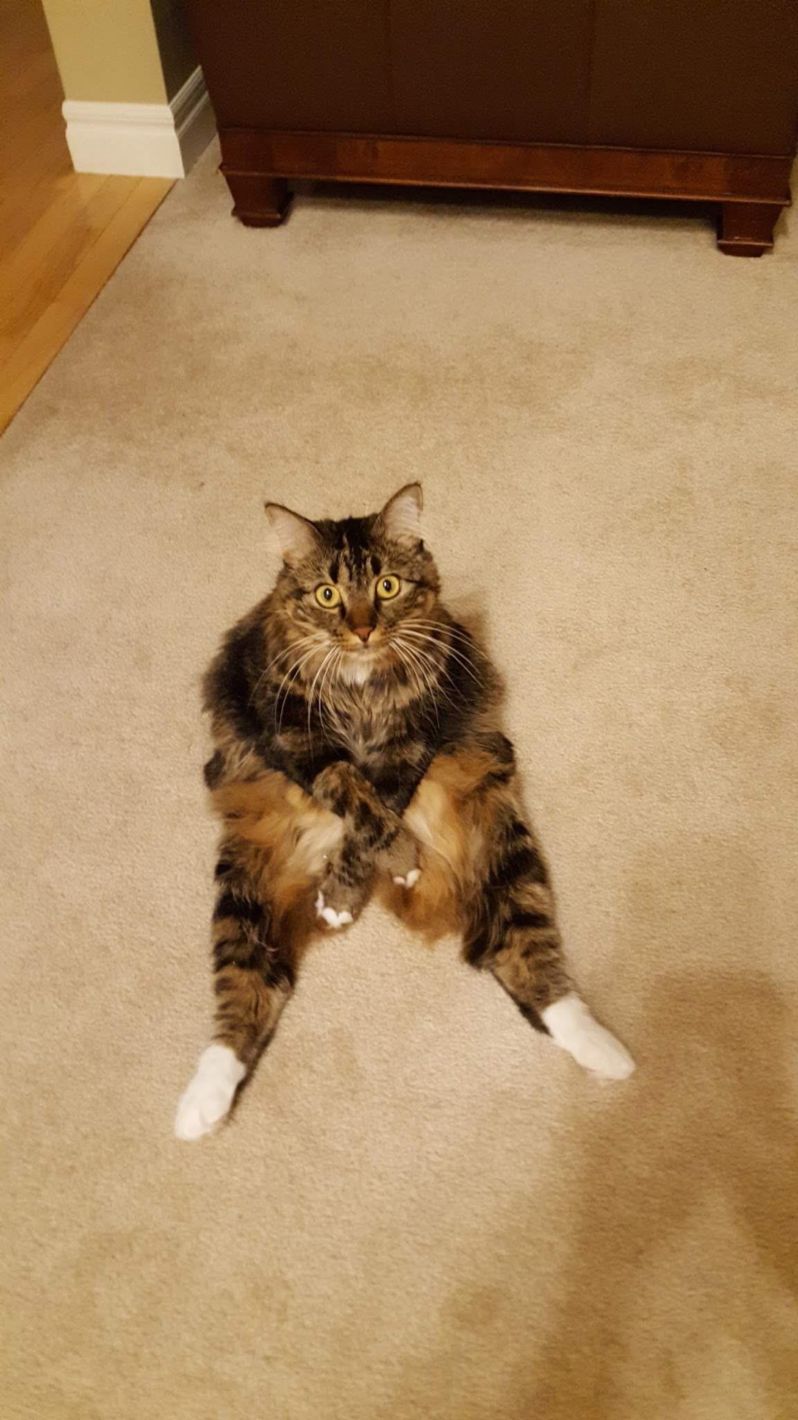 This is how my cats sits. All the time. Paws crossed and everything