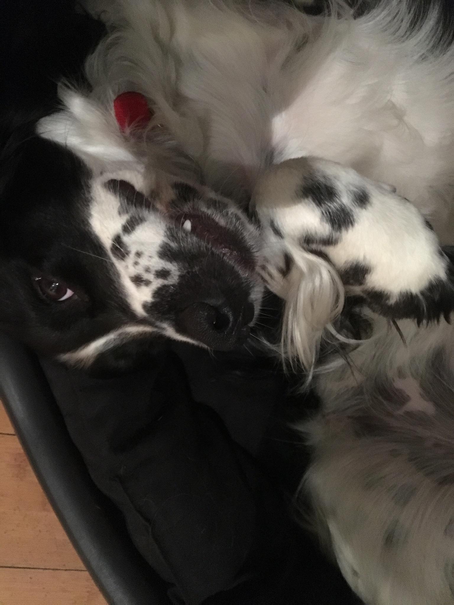 My dog, too big for his bed r/aww