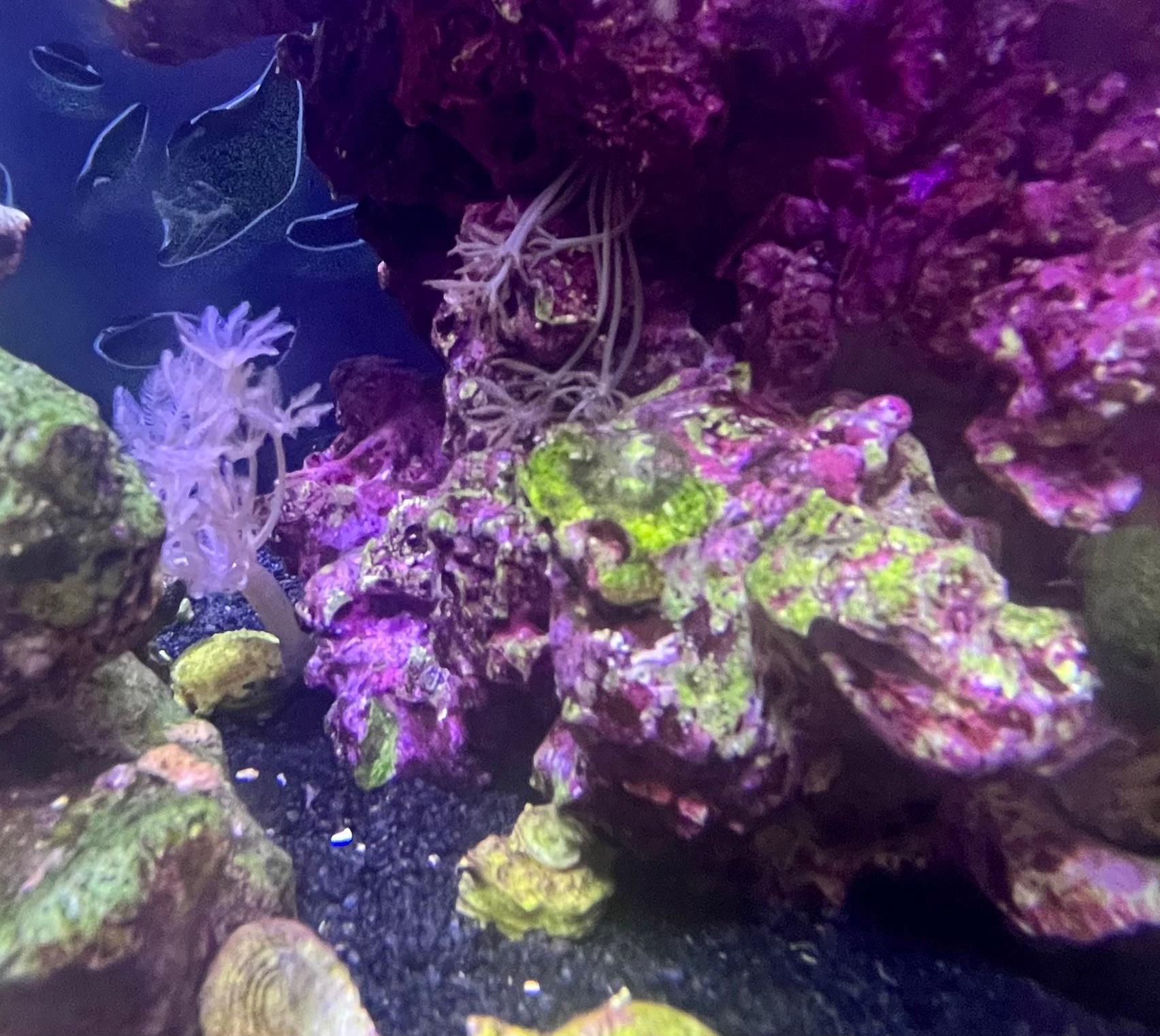 Aiptasia? r/ReefTank