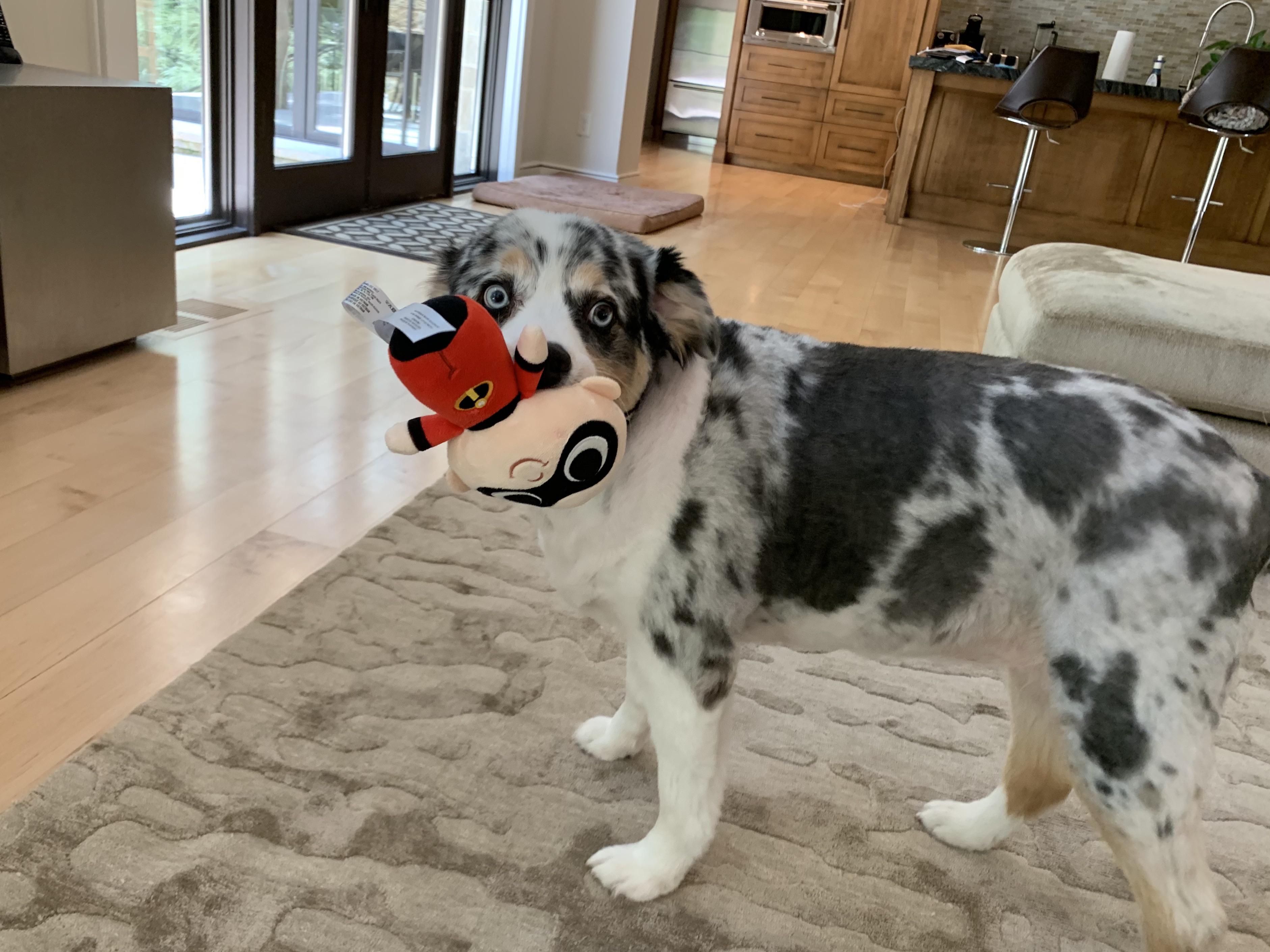 My dog and her Jack Jack chew toy. I thought I’d share since Karsten is