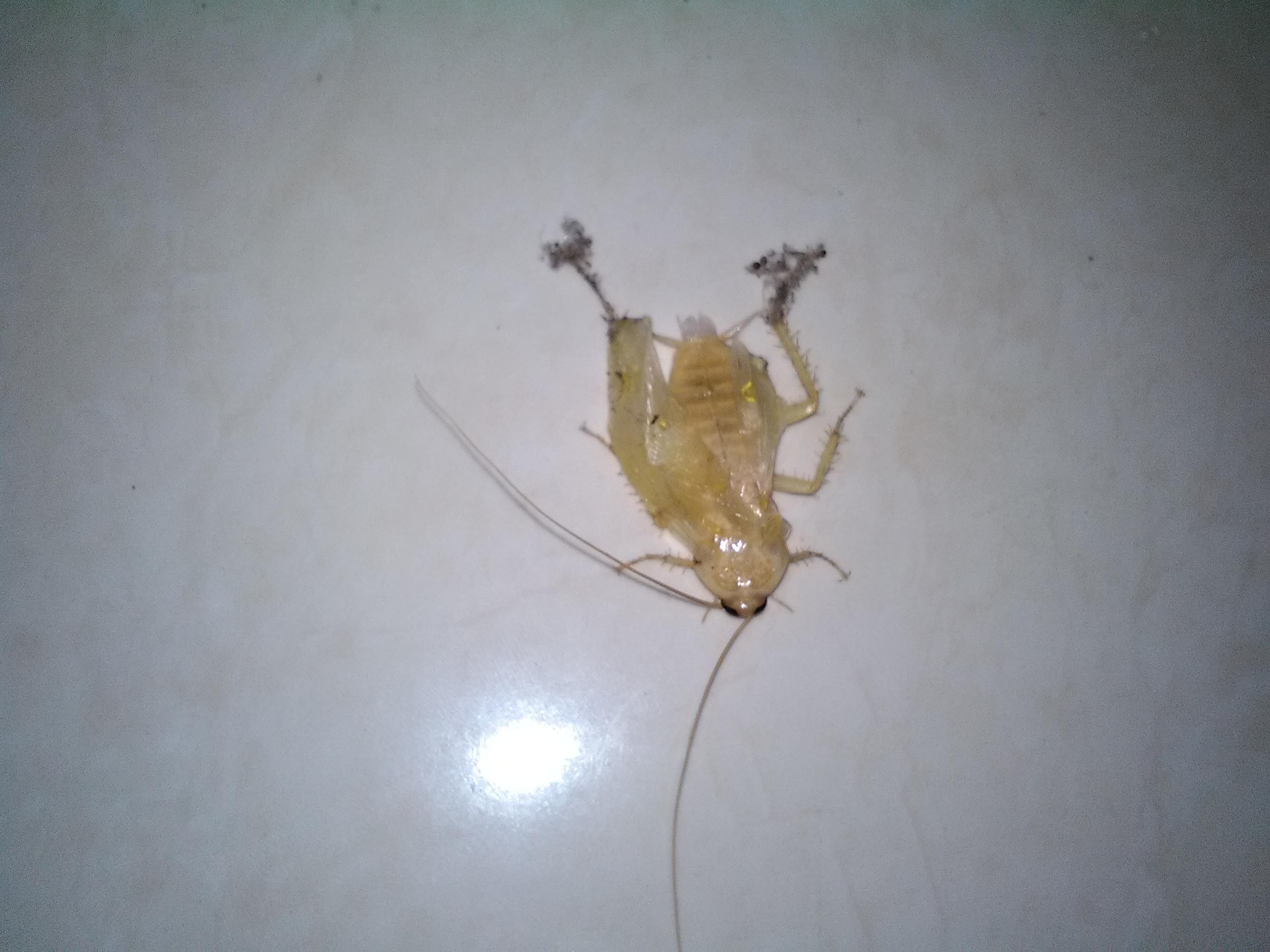 Found a weird white bug that looks like a cockroach r/whatsthisbug