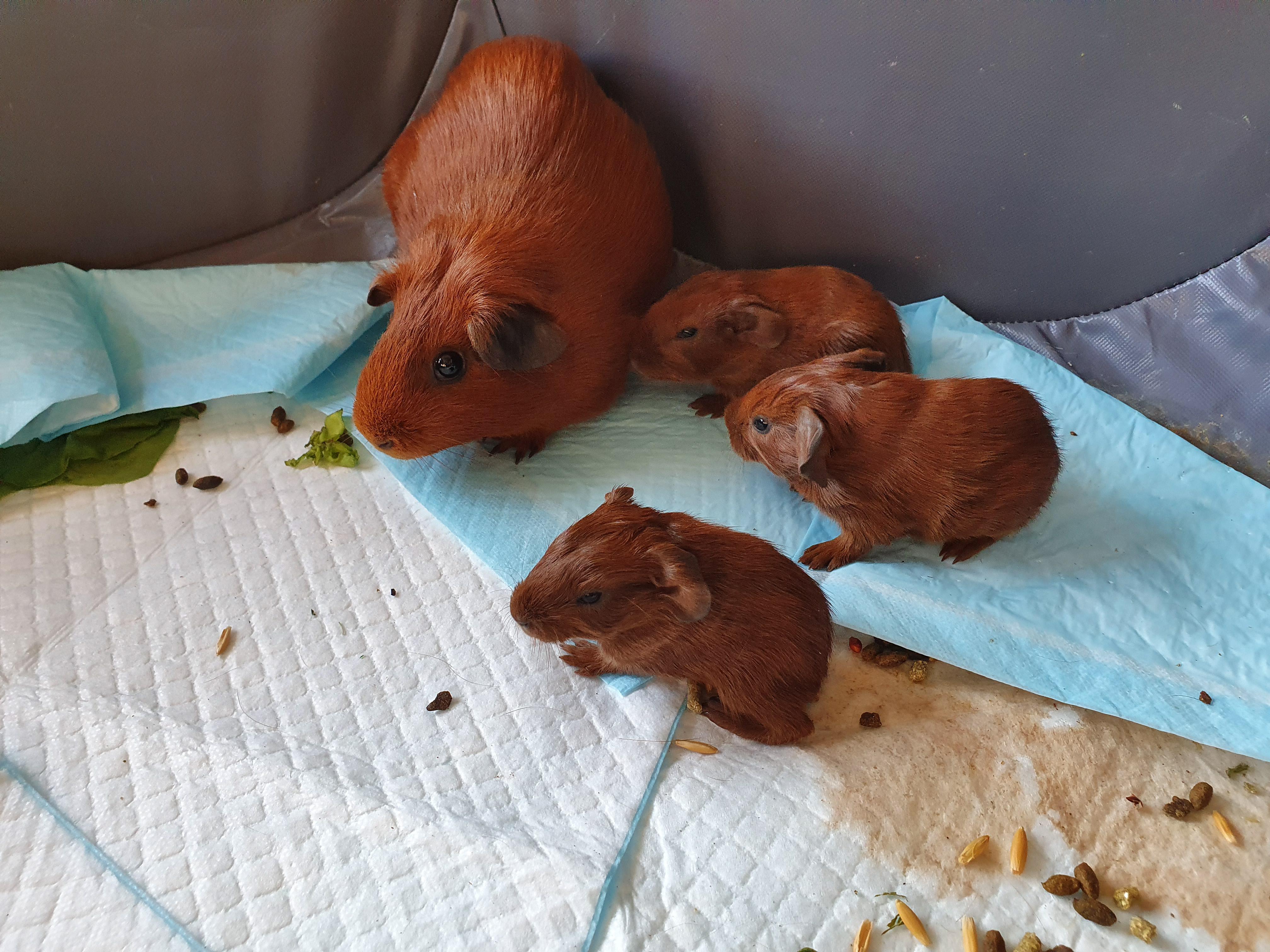 3 newborns this morning! r/guineapigs