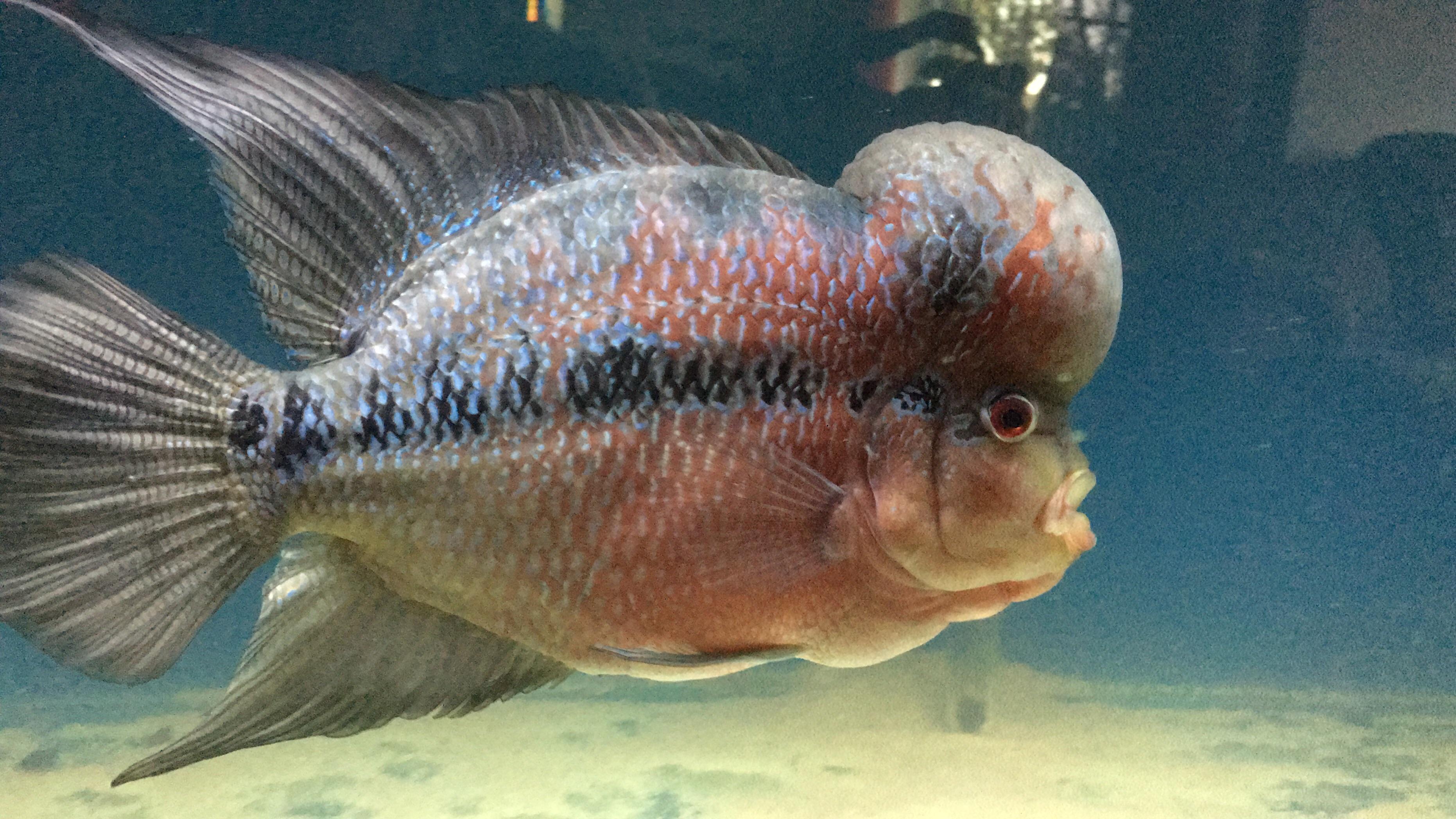 A friend of mines flowerhorn that we needed to move to one of my tanks for a few weeks. r