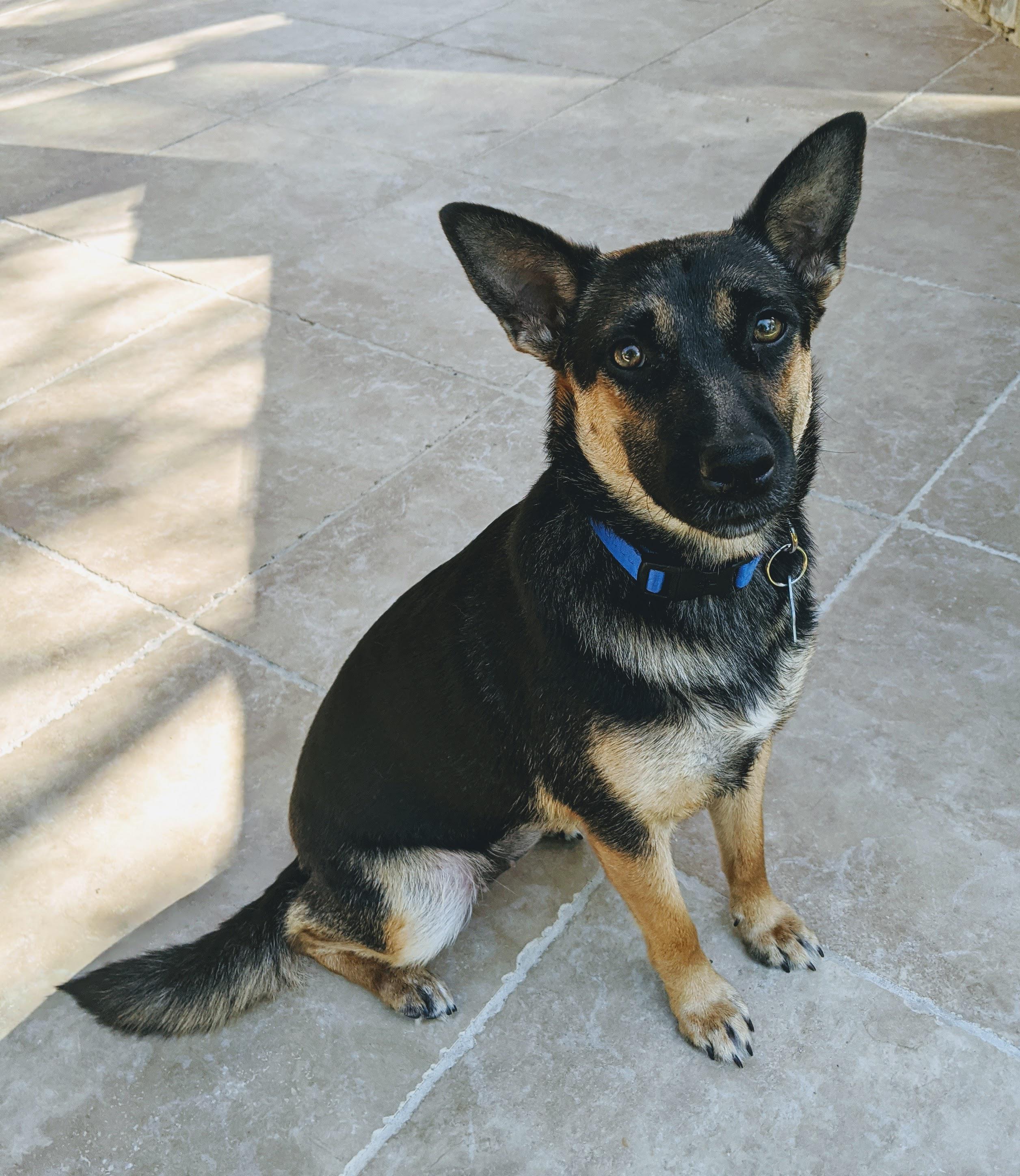 82.4 American Village Dog, 17.6 Australian Cattle Dog
