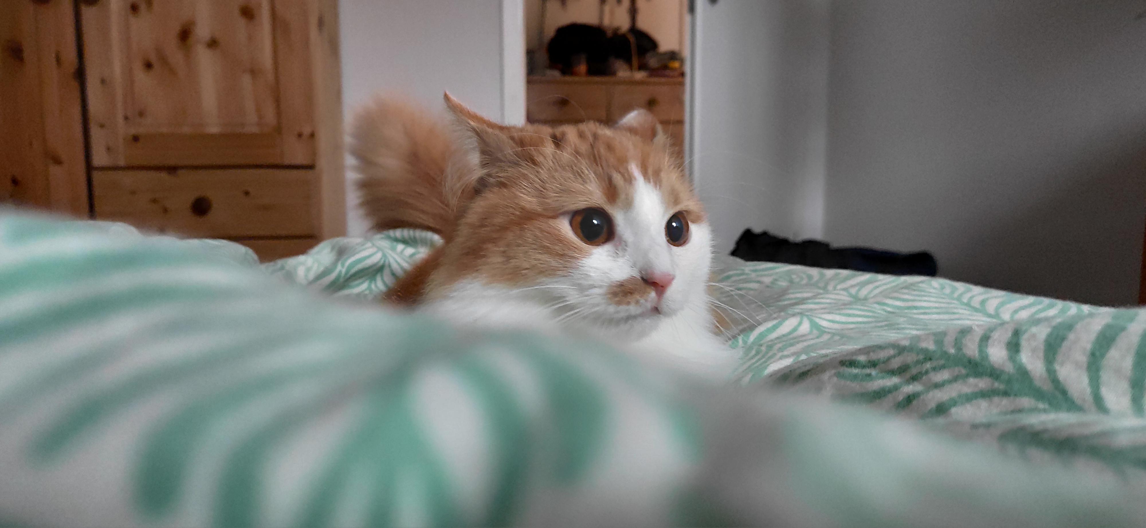 Postpoop zoomies in progress. Cell switched off for safety reasons. r/OneOrangeBraincell