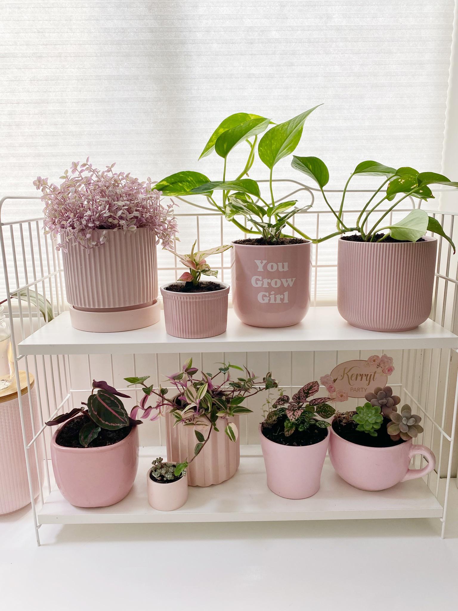 My plants / pink plant collection 💖 r/houseplants