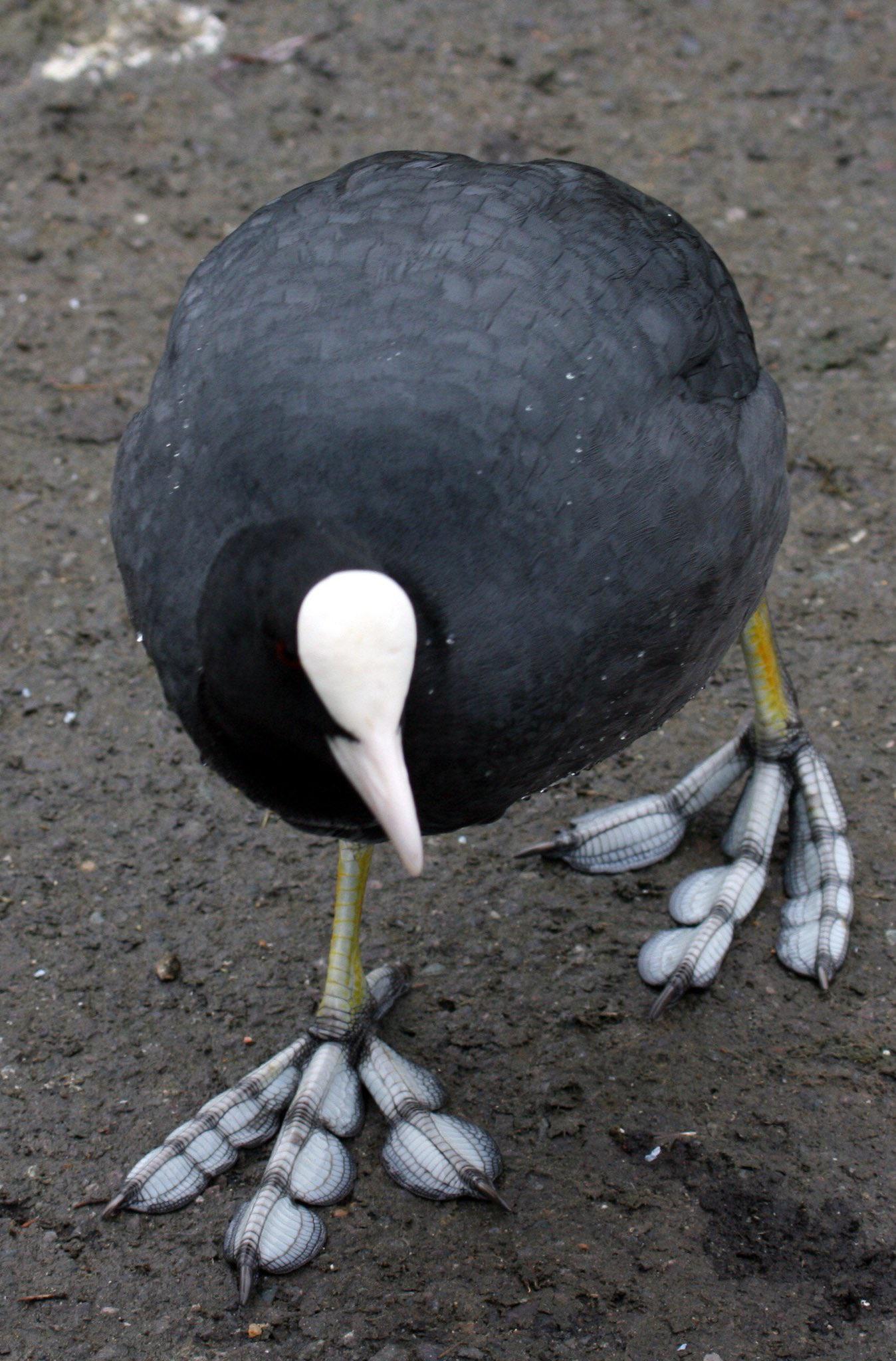 The American Coot and his Awesome Feet r/borbs