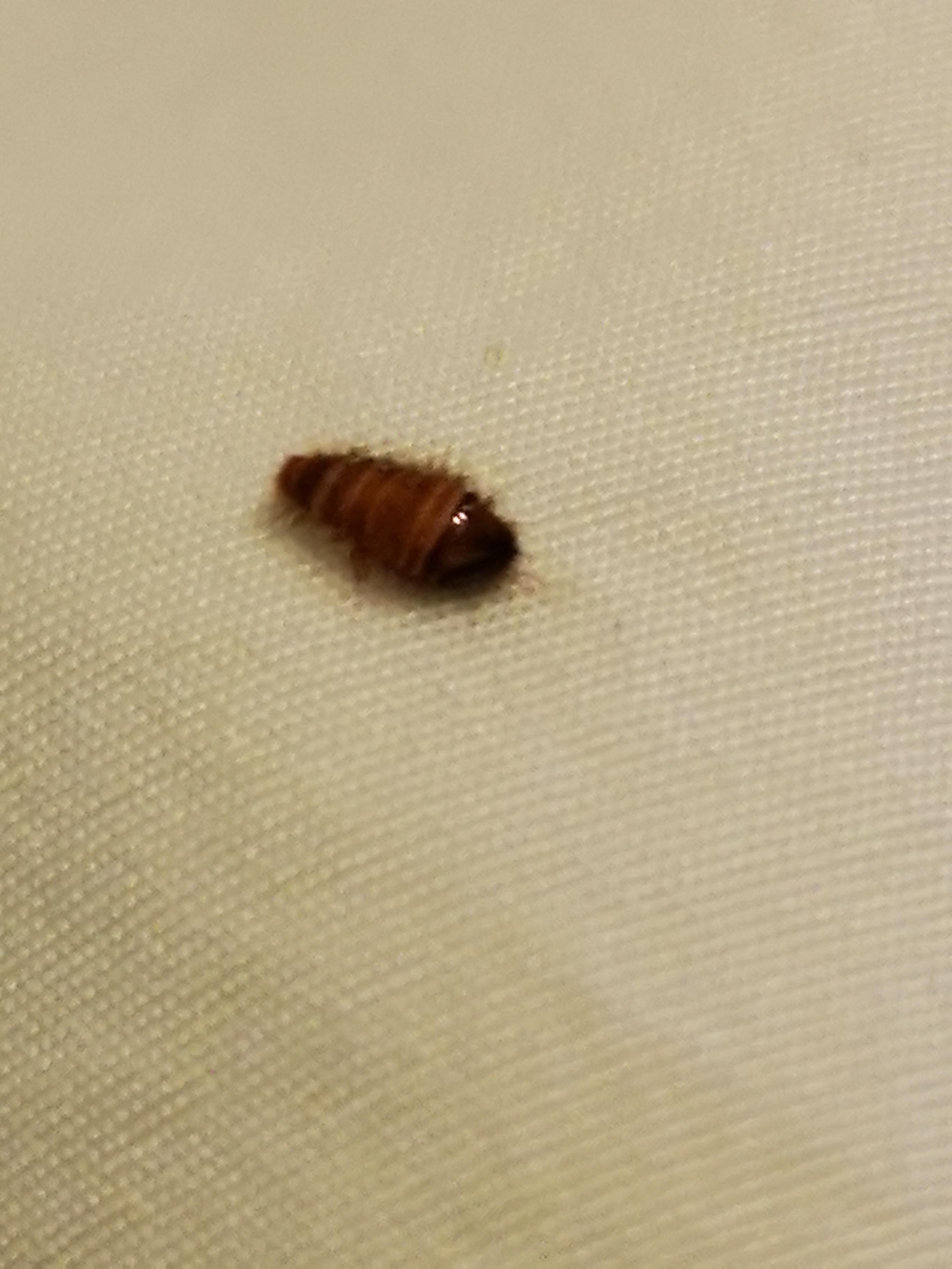 This bug's been making my night life hell for the last few weeks