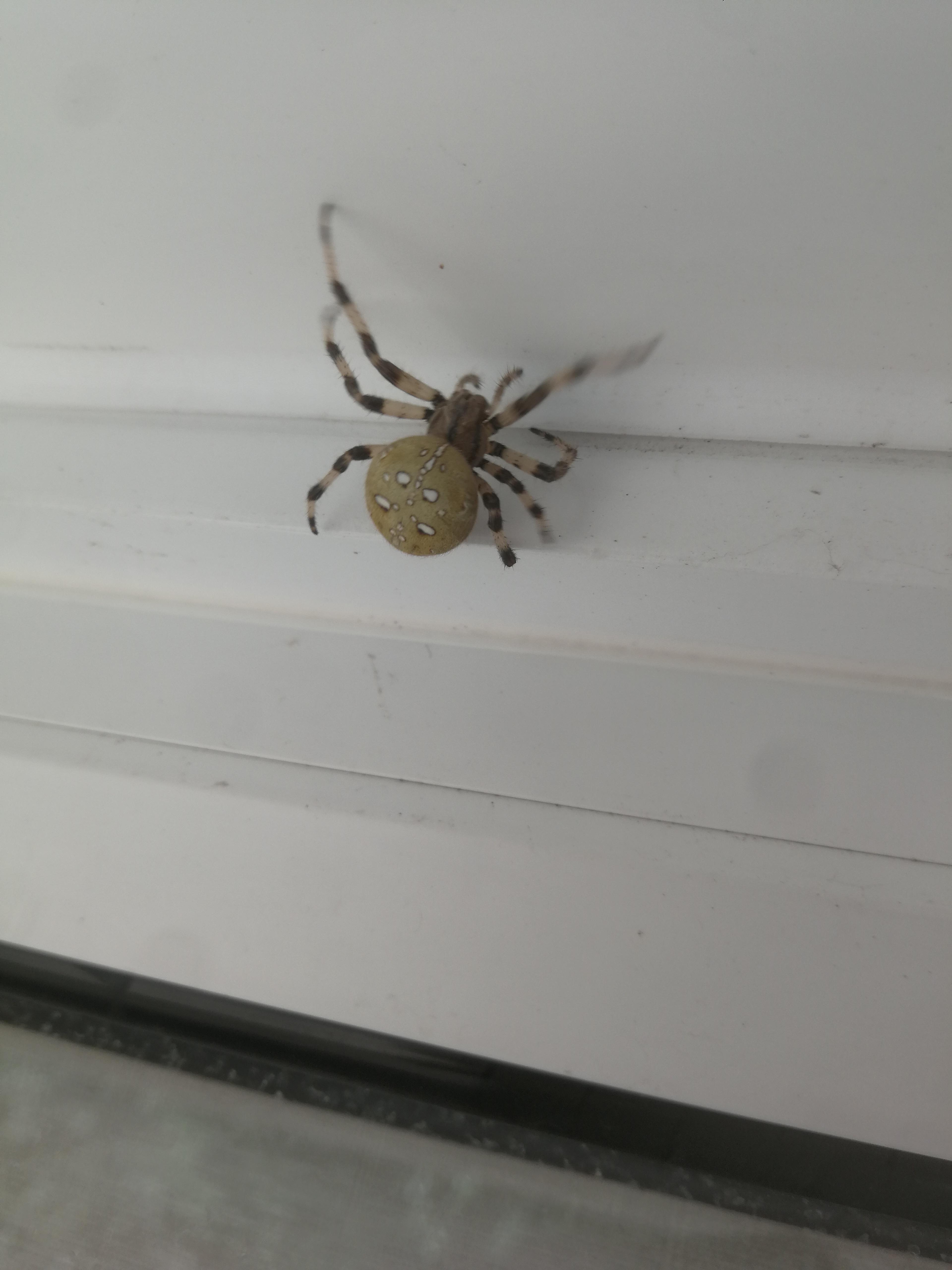 Crabapple spider actual name (SE Britain) r/Entomology