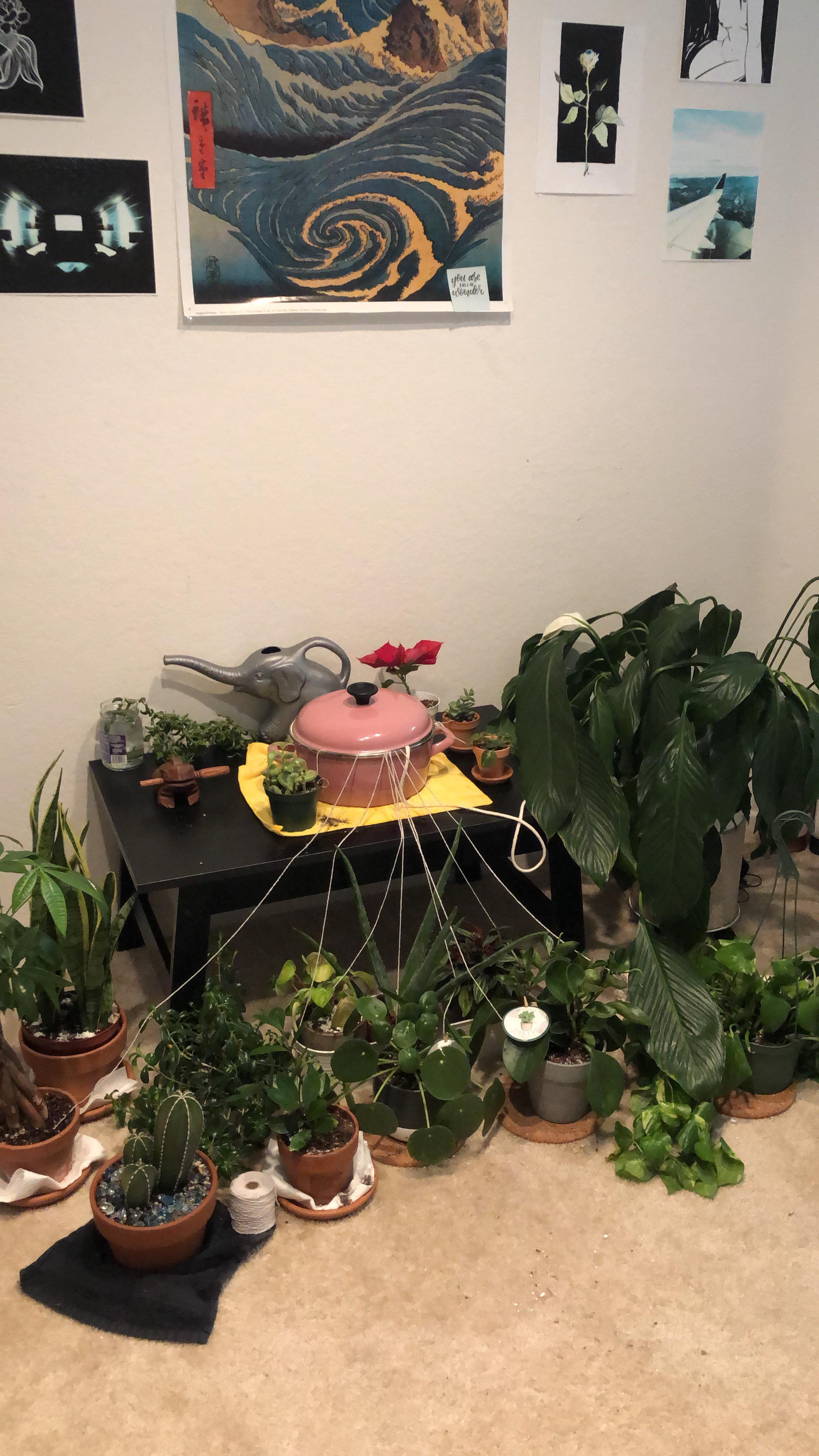 having to water plants when you’re on a long vacation is scary 🥵 tried