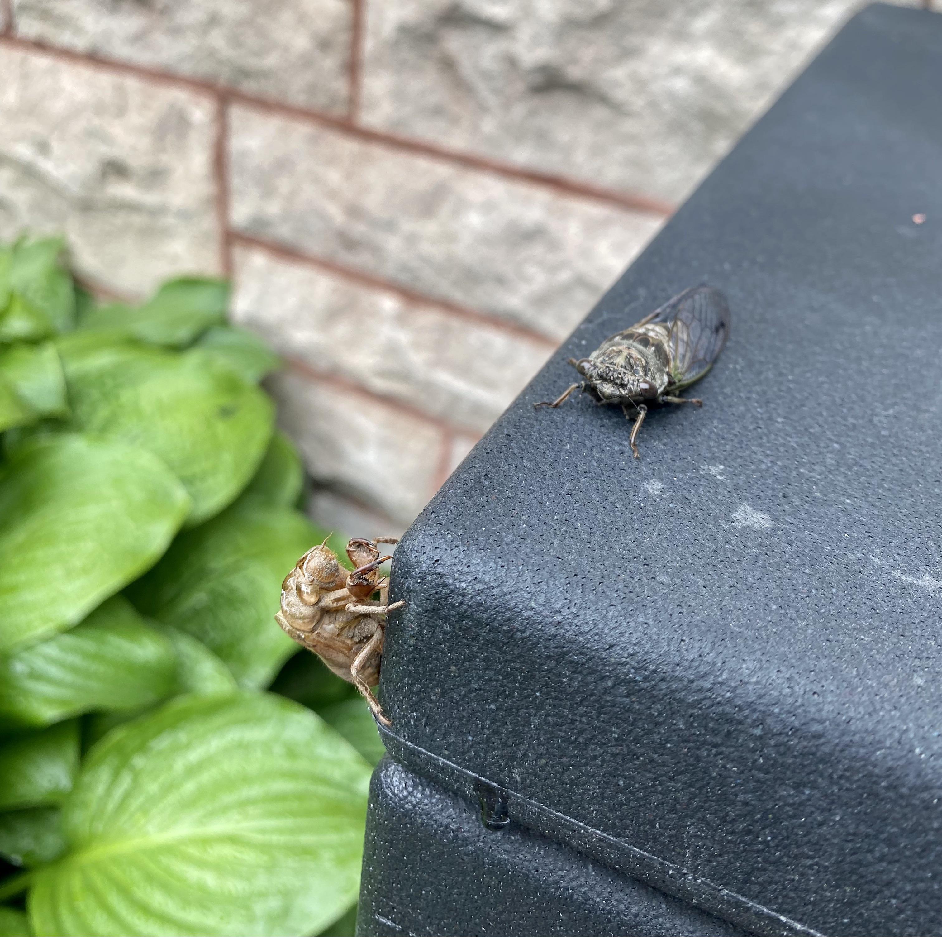 Collection 104+ Pictures Are There Cicadas In Hocking Hills Latest