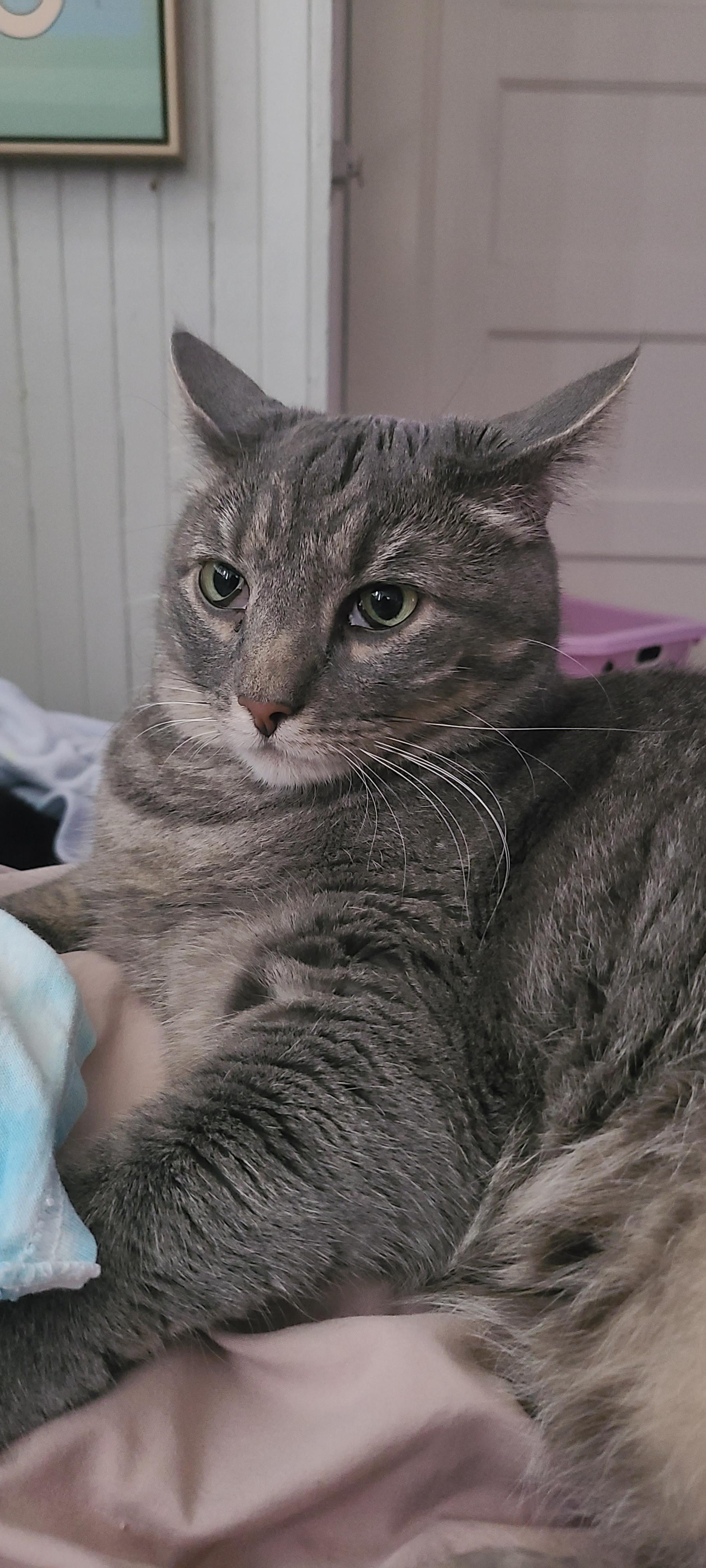 my cats lower eyelids are like this, what can I do r/CATHELP