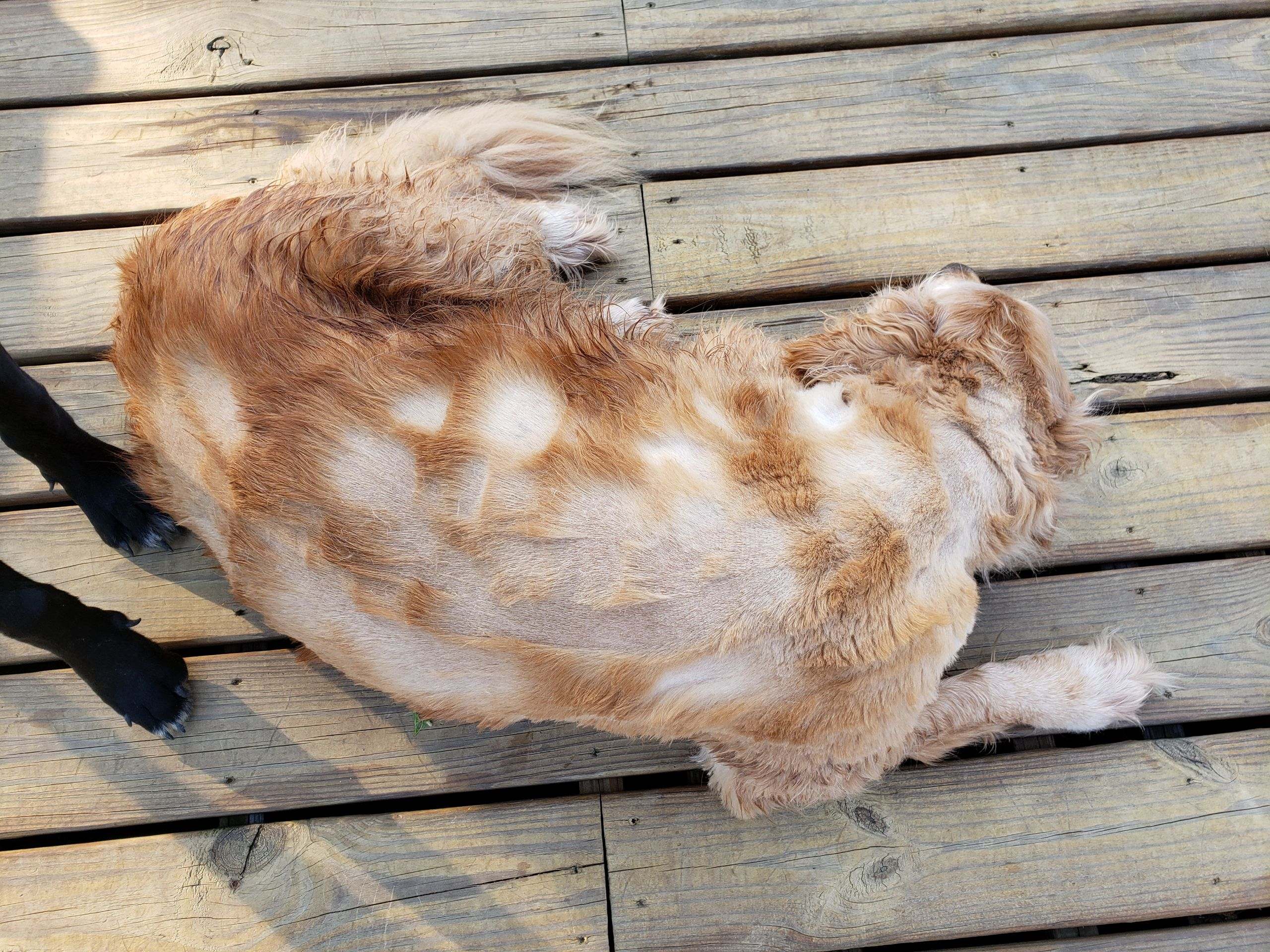 To trim my dog's hair for summer. r/therewasanattempt