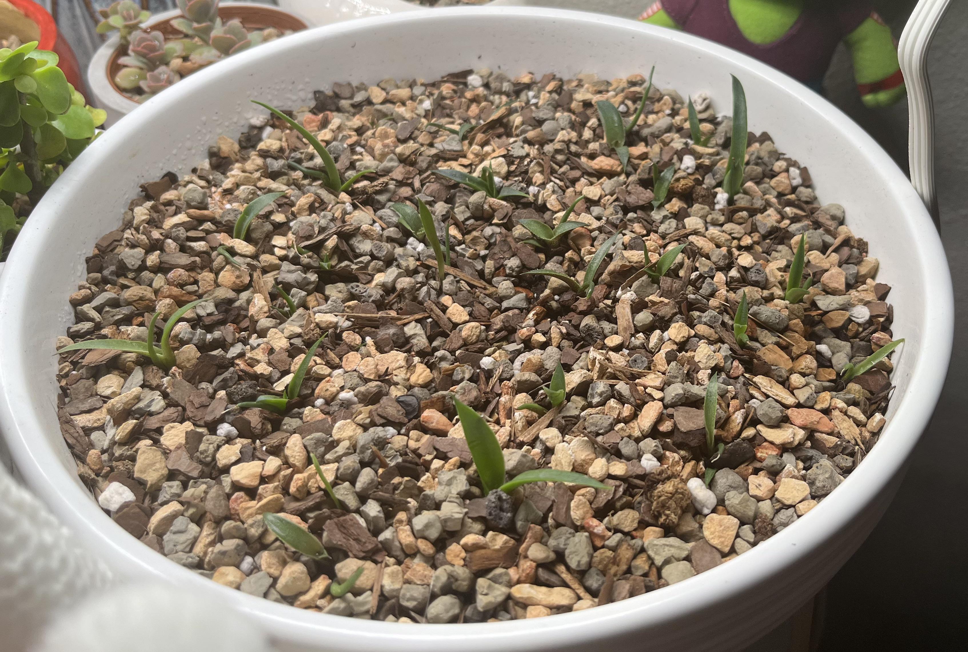 Agave babies update most of them have developed a couple of their