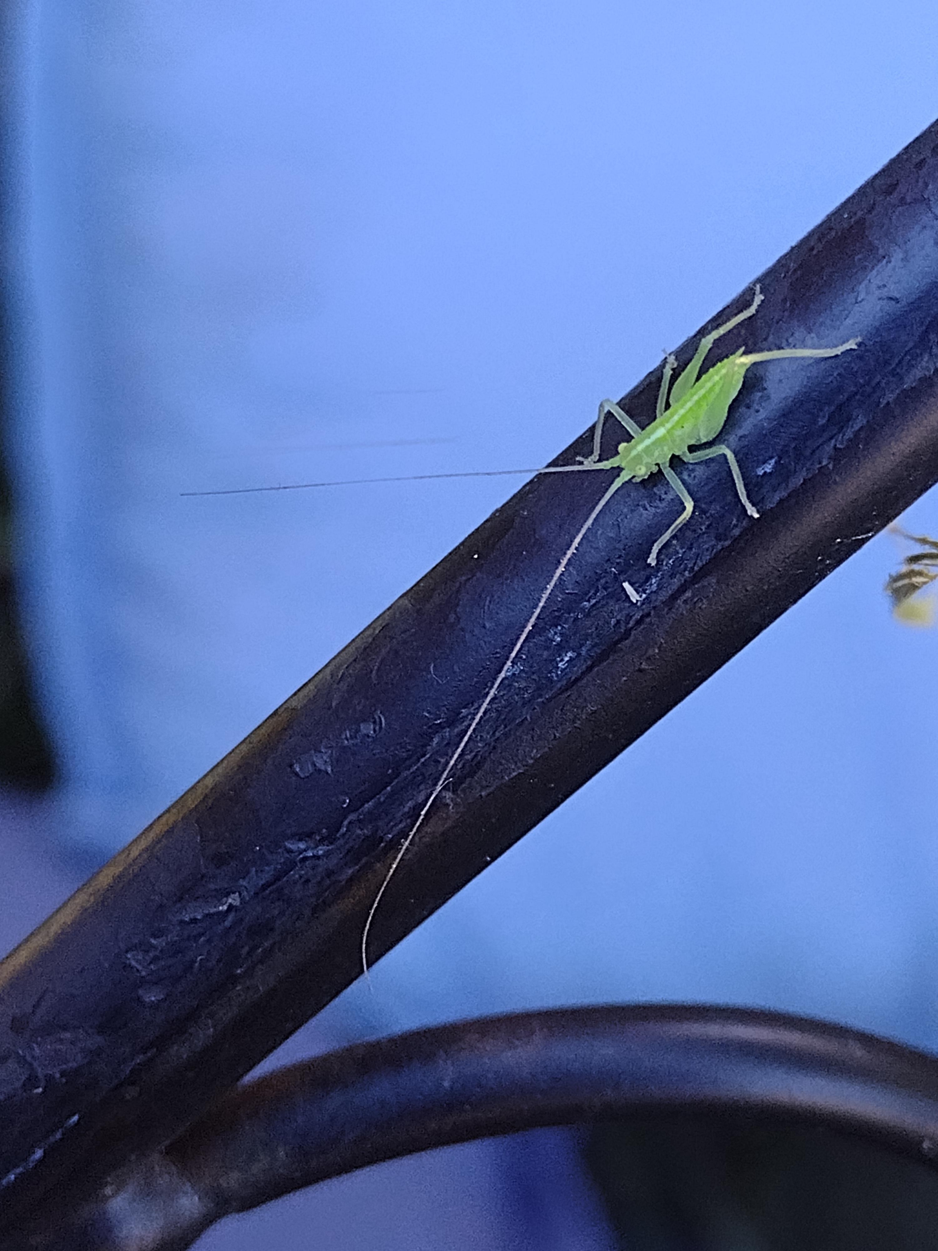 a green insect with very long antennae. Seattle area. body about 3mm