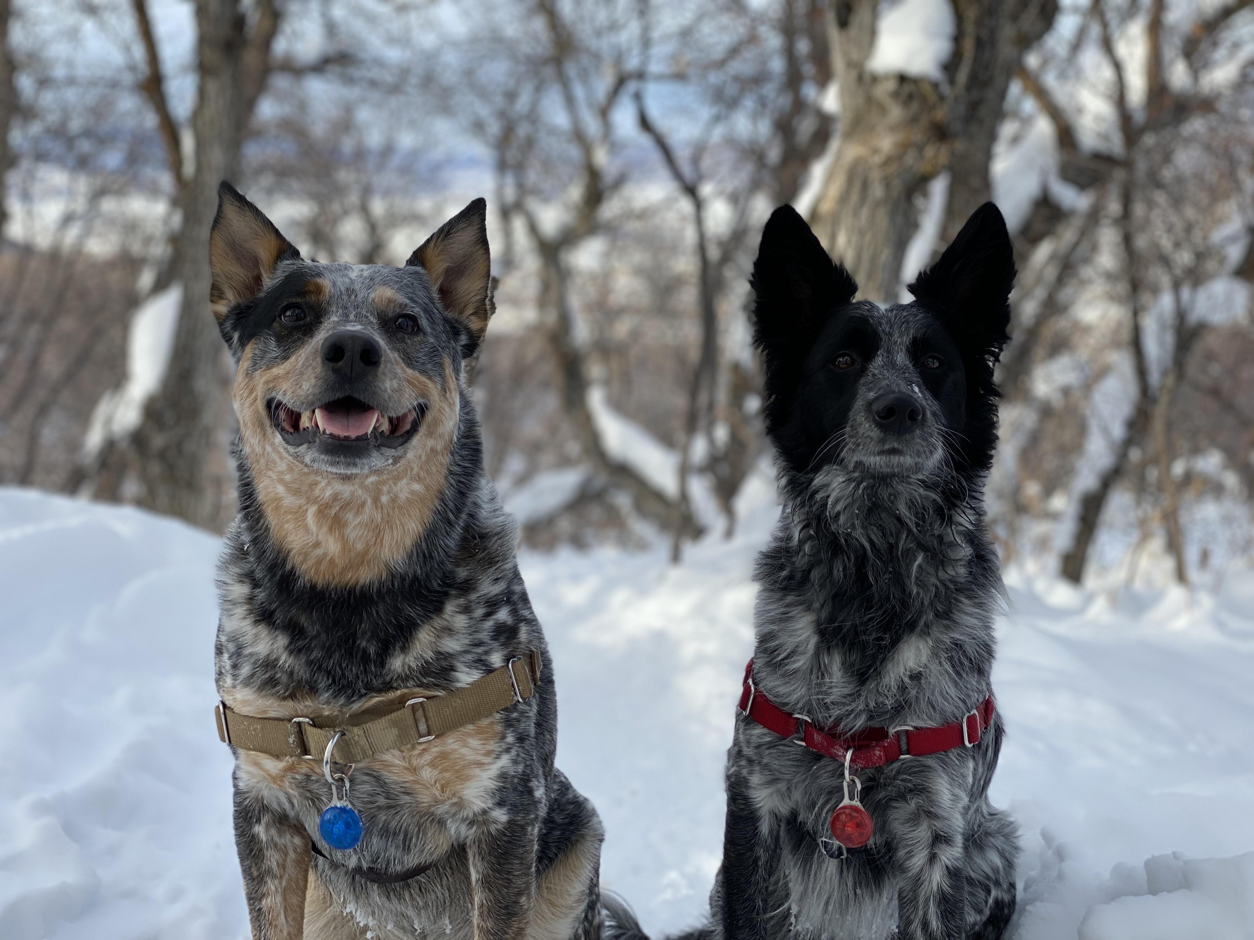Best hiking partners! r/AustralianCattleDog