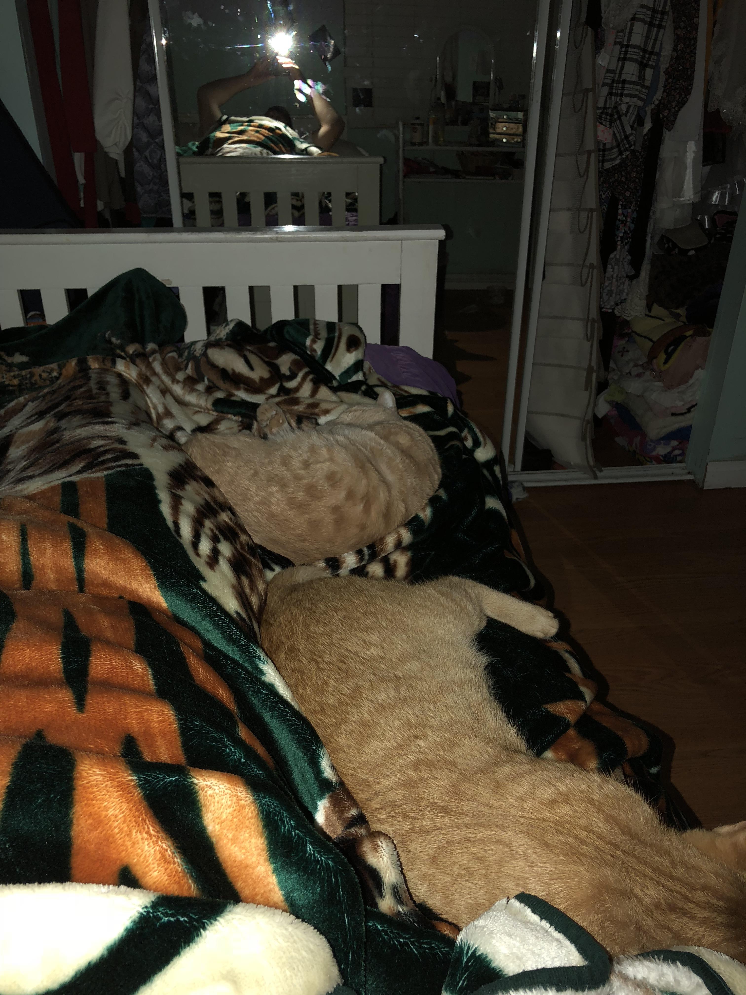 Spilled something in my bed last night. r/catsareliquid