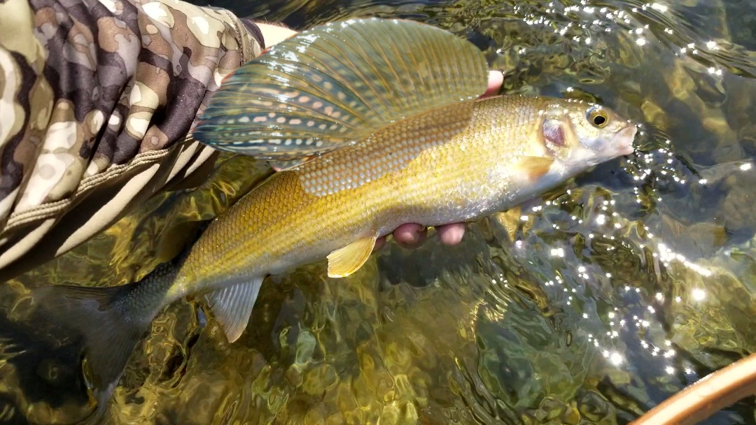 234 best Grayling images on Pholder Flyfishing, Fishing and Michigan