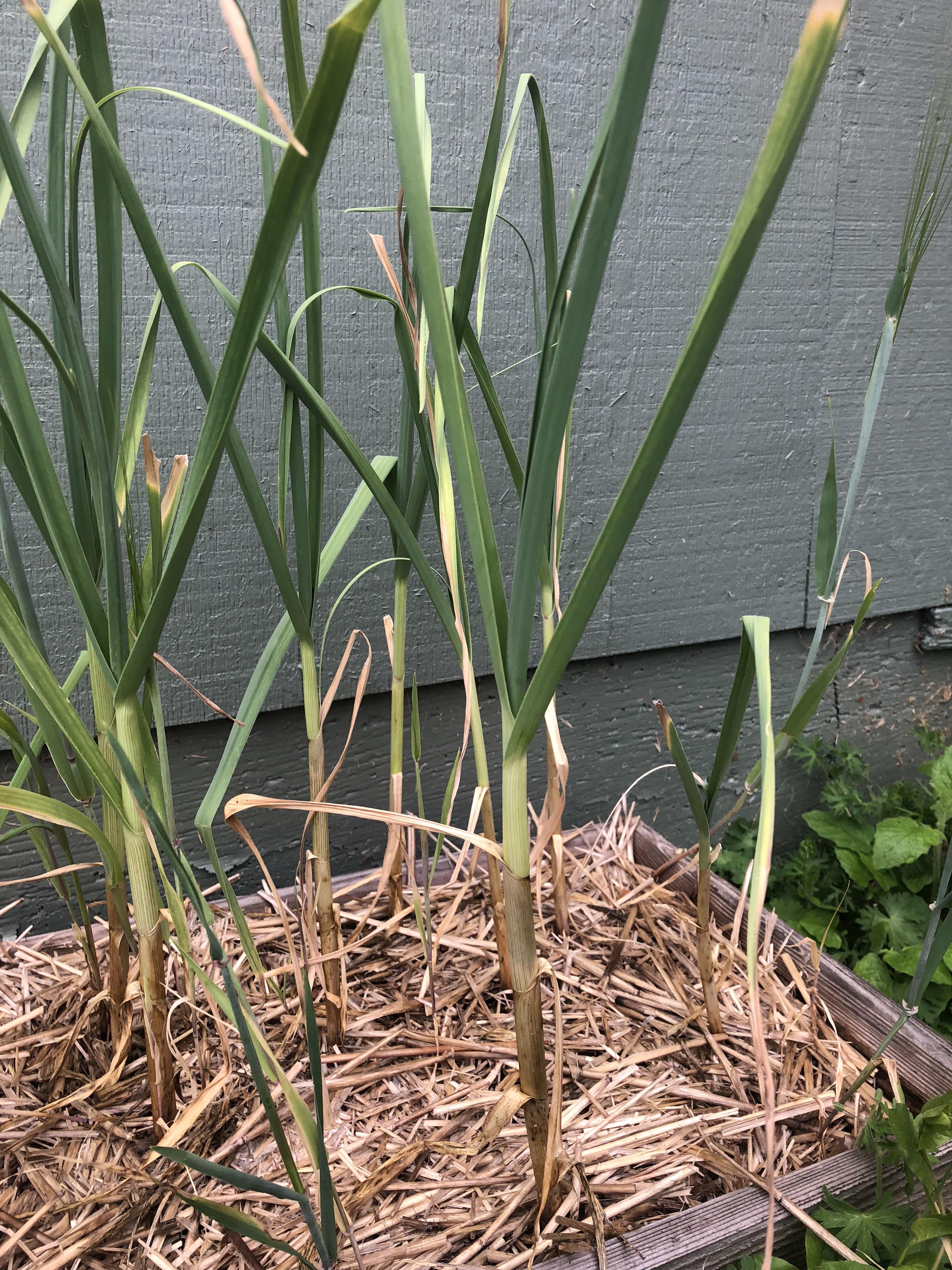 First time garlic grower! Are they ready? Seems a little too early for